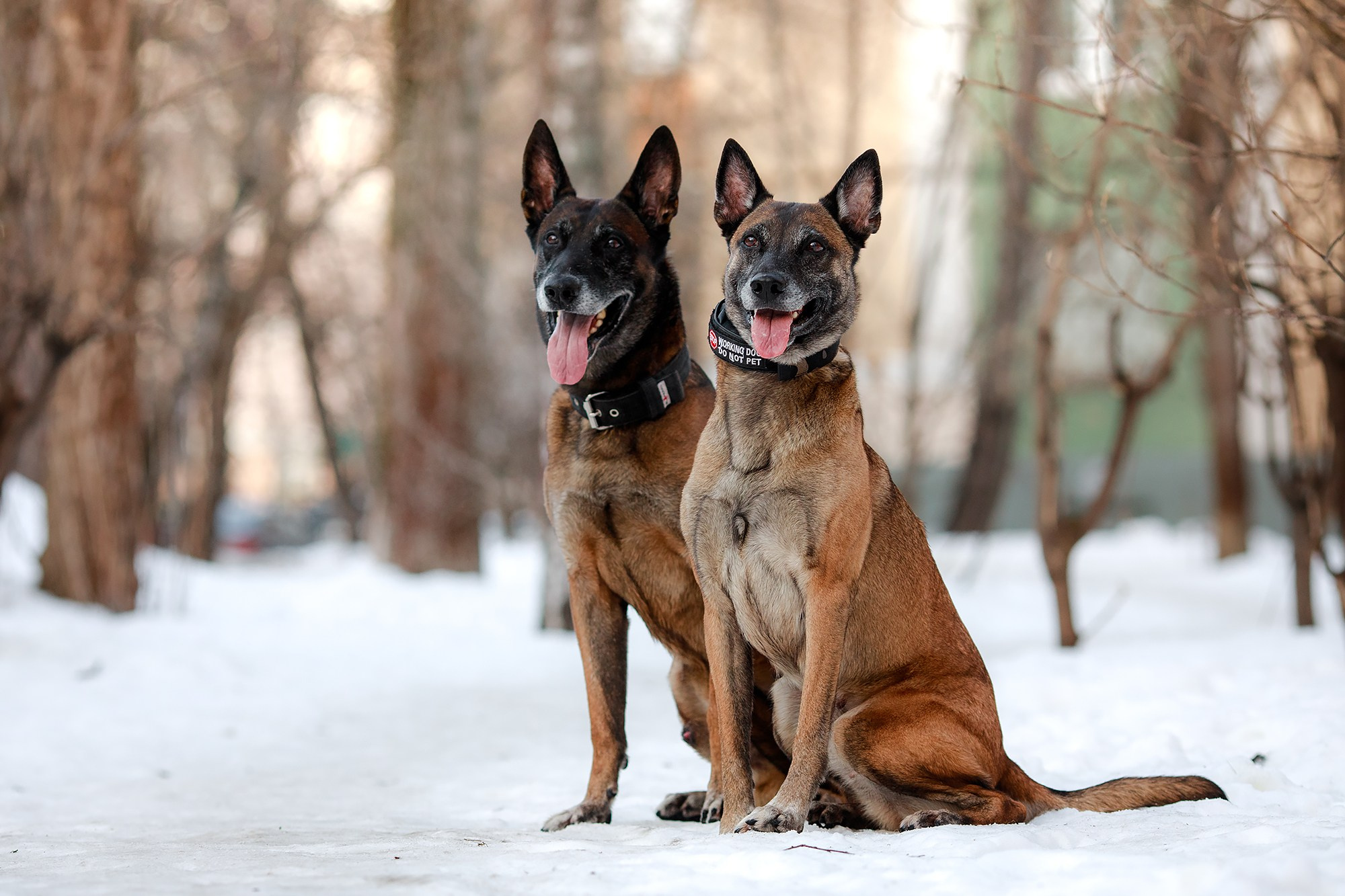 Малинуа в лицах. Фотограф-анималист Mary Mart — Москва, Питер