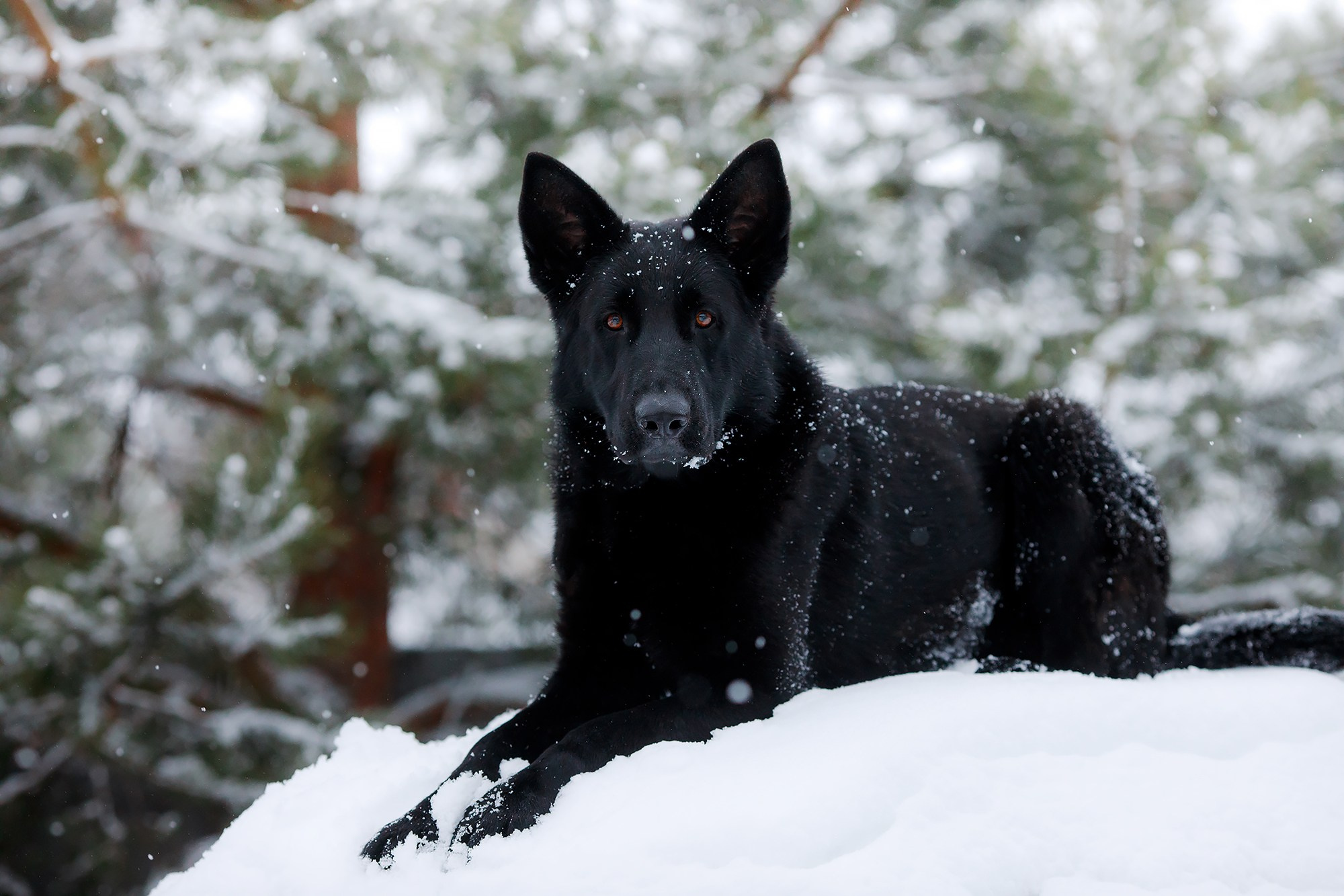 Зимние портреты. Фотограф-анималист Mary Mart — Москва, Питер