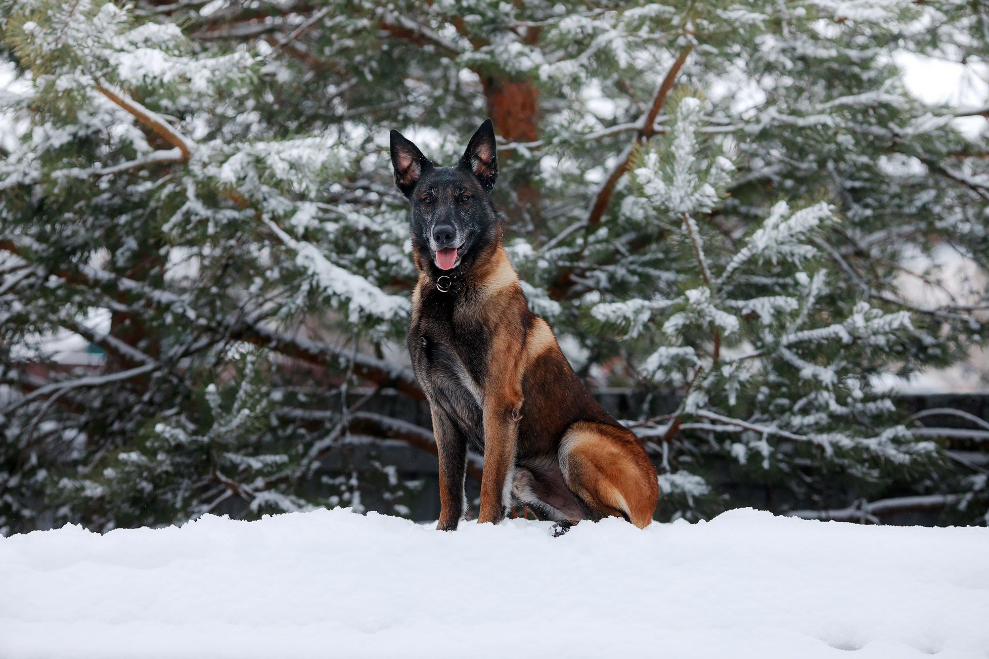 Зимние портреты. Фотограф-анималист Mary Mart — Москва, Питер