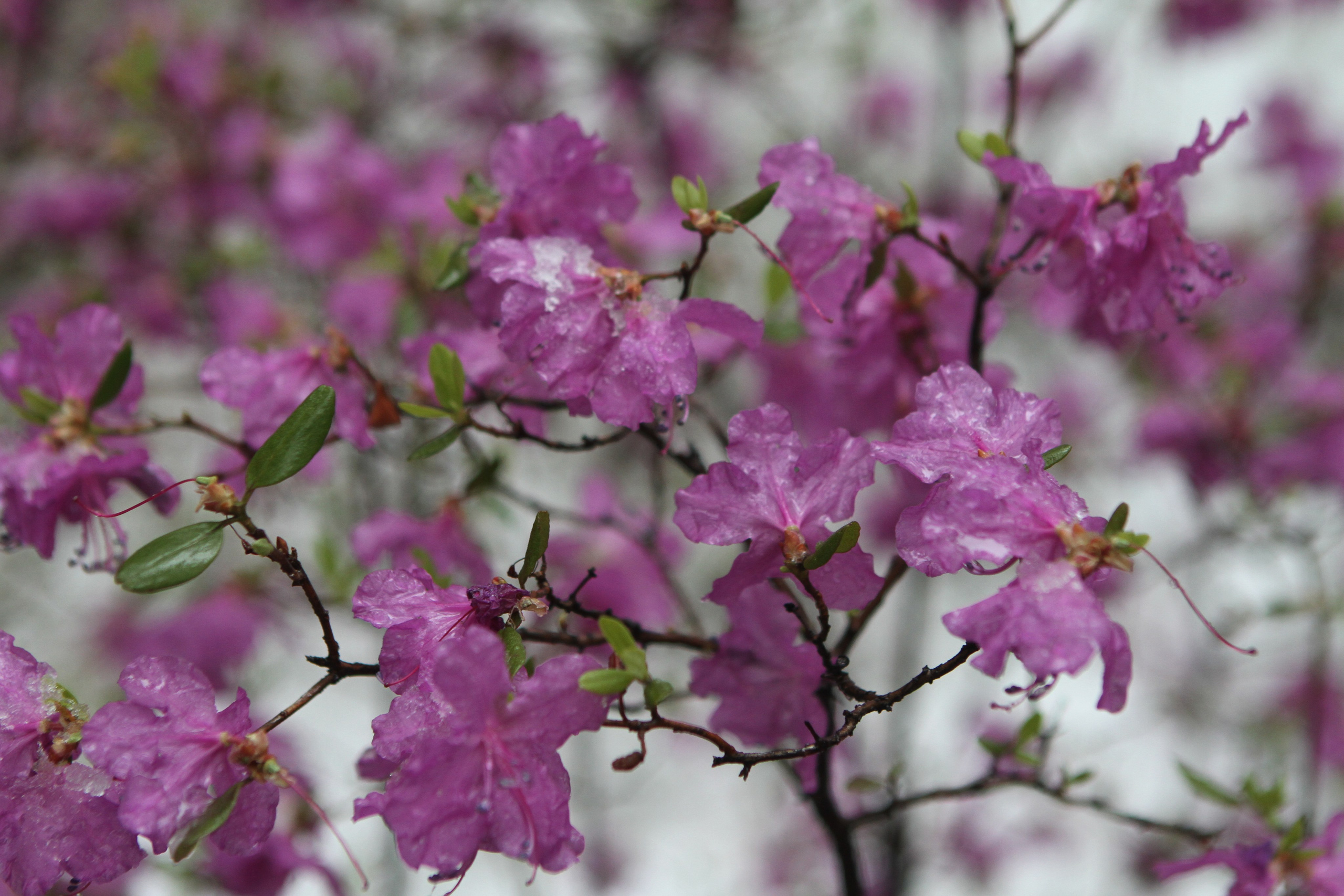 Фото Природы Забайкалья. Студия Максима Белослюдцева