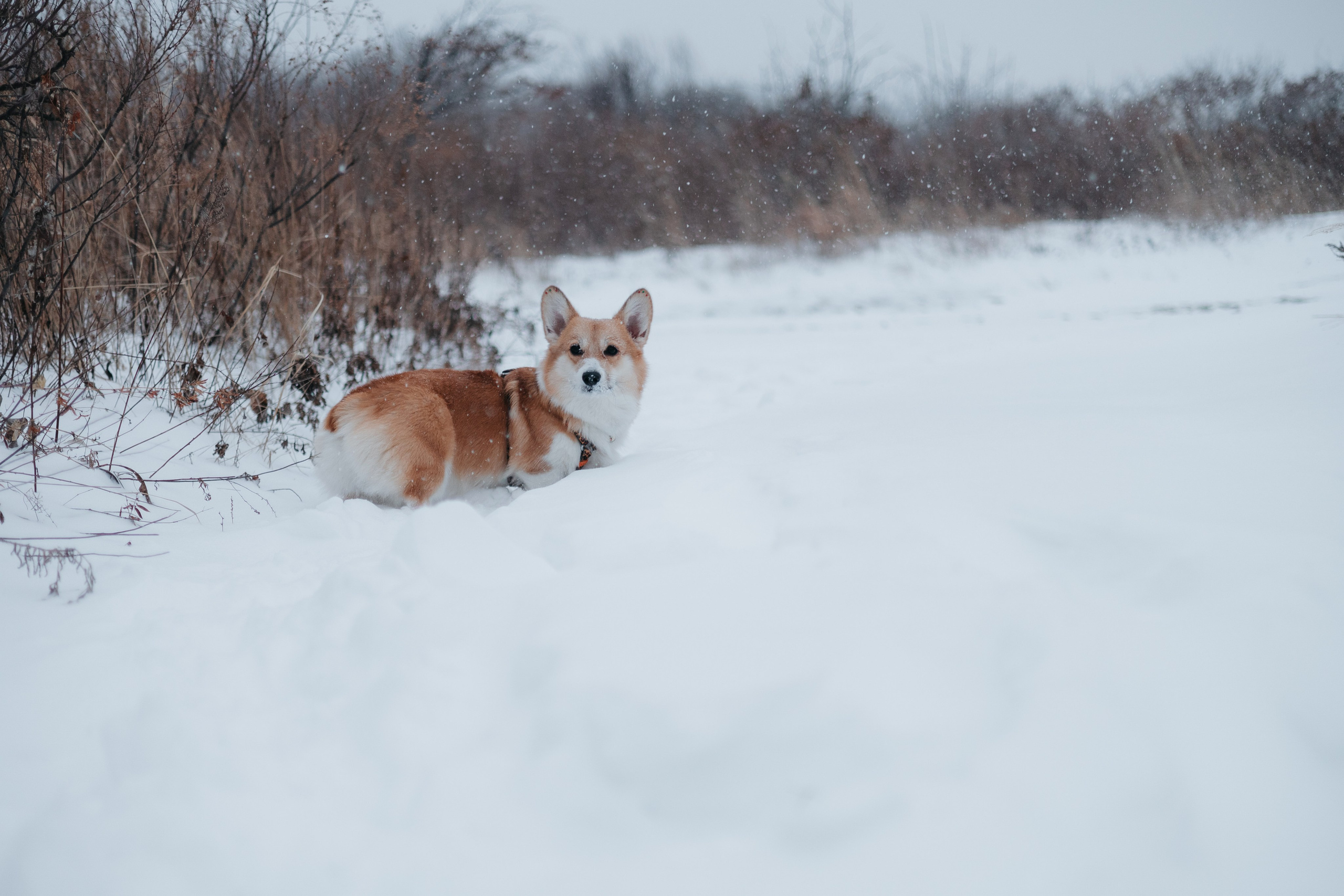 Лена, Лиза и Мия. Фотограф — анималист Владивосток, Алина