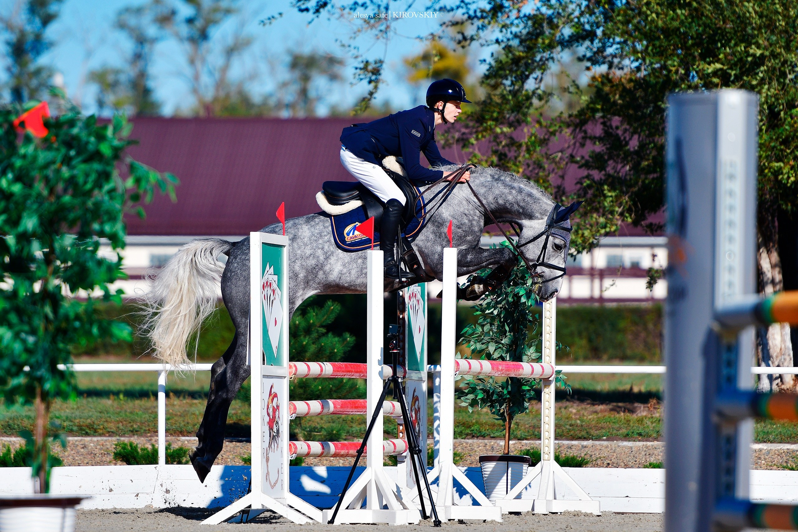 Кировский конный завод. Конный фотограф Alesya Safe