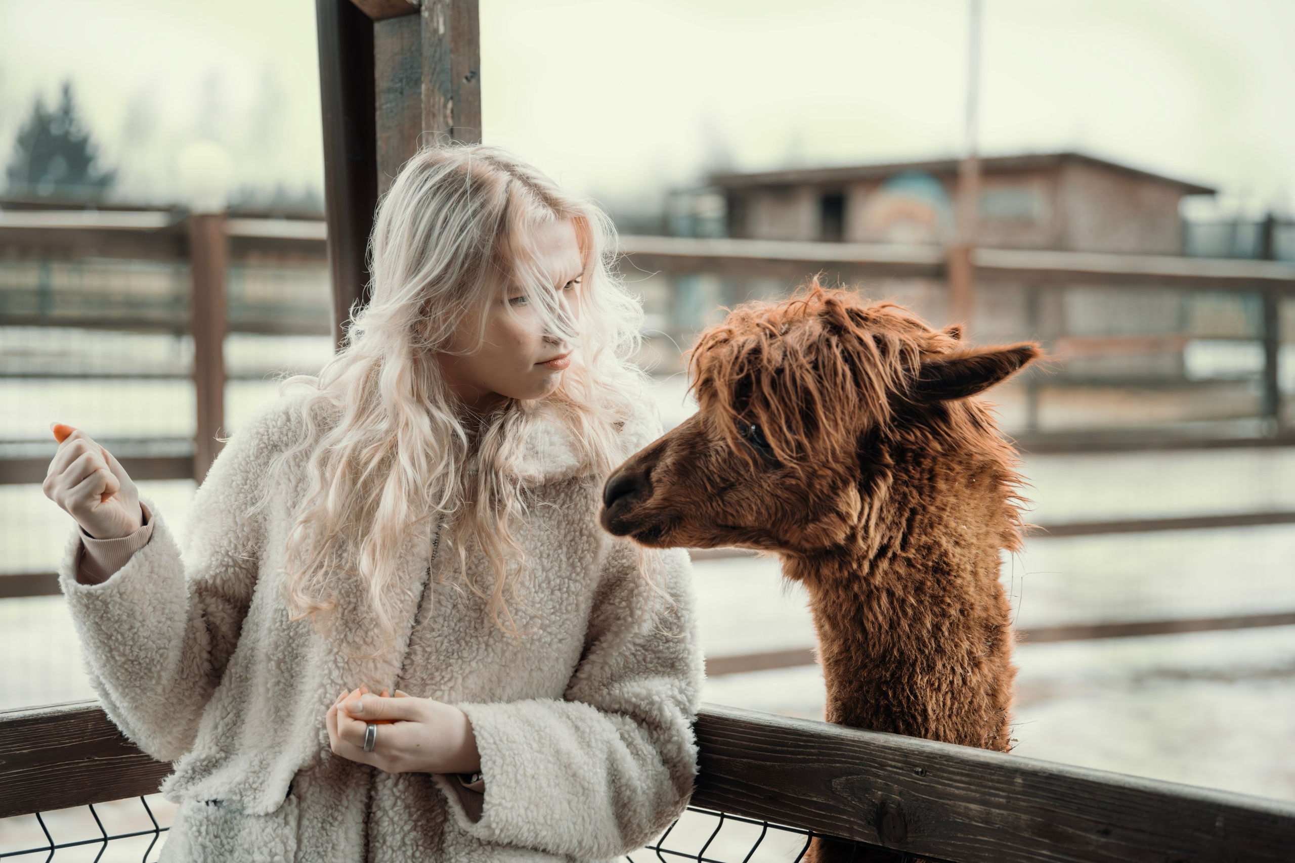 Альпаки. Свадебный и семейный фотограф в Москве Елена Новикова