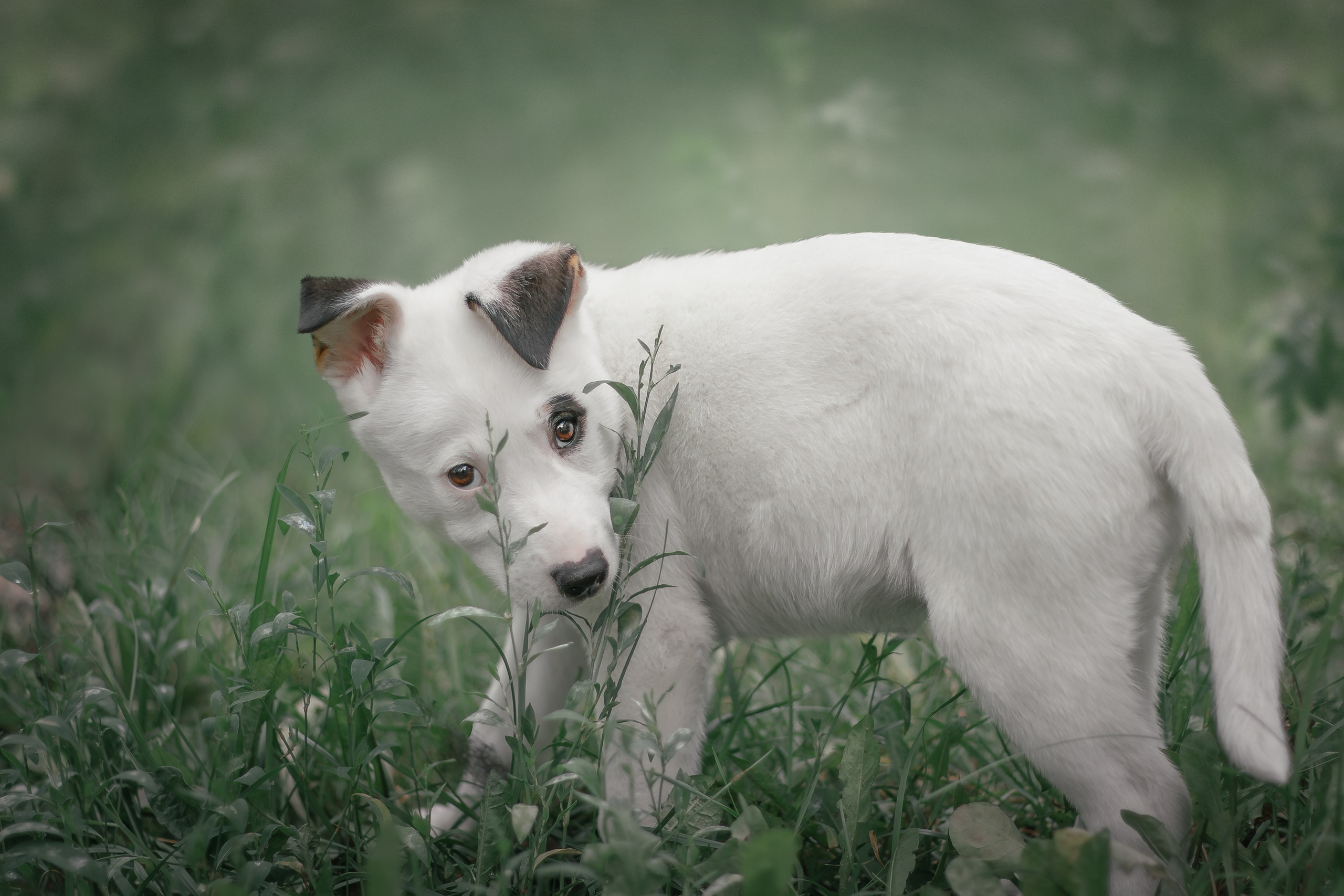Фотосессия «Булка и Артём» — первый щенок, утренний свет, художественные фото | Воронеж, Липецк. Фотограф — анималист Алина Иванова