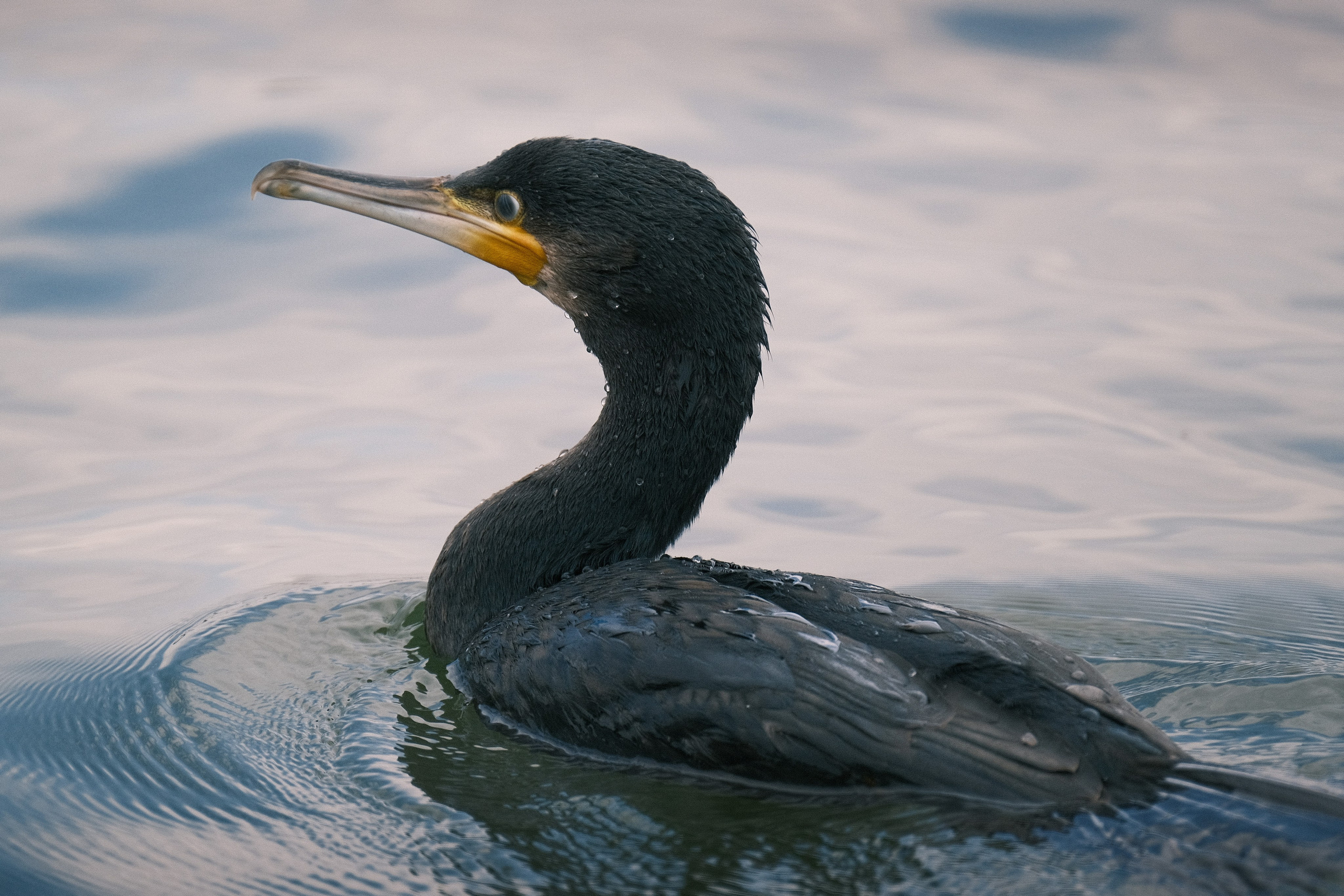 Птицы. Спортивный фотограф в Ростове-на-Дону Сергей Реусин