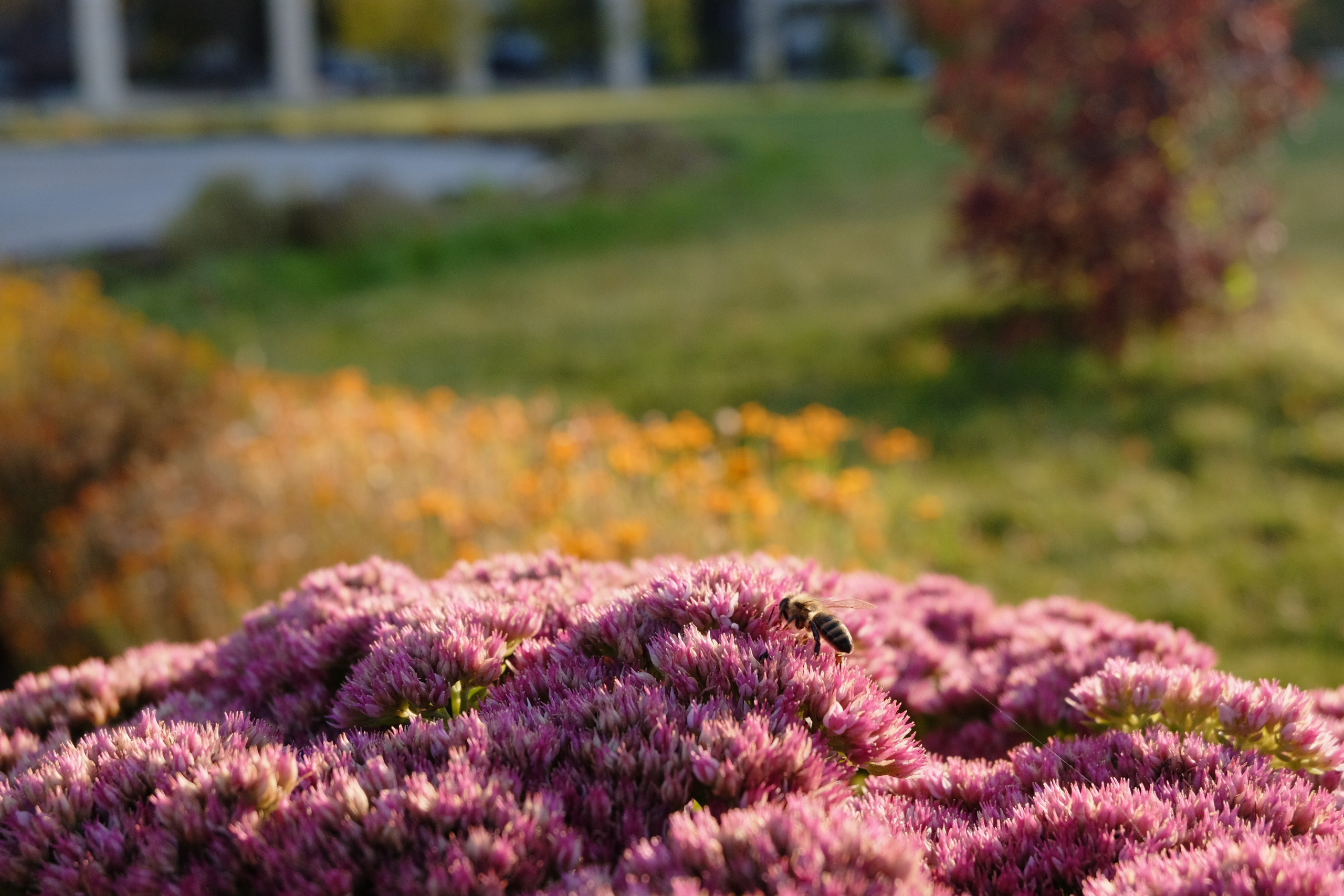 Цветы. Антон Великий