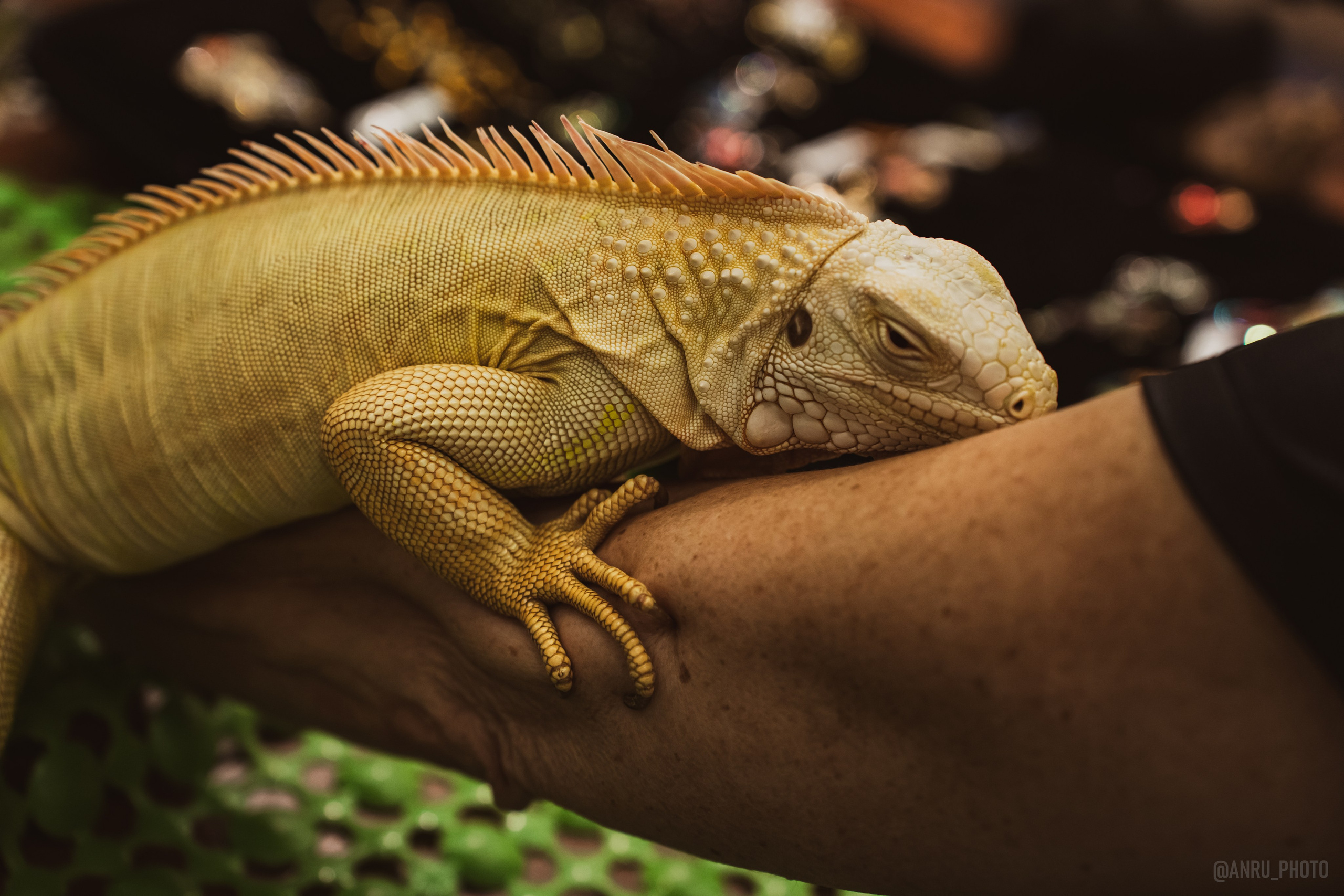 Fox Family fest. Репортажный фотограф Анастасия Рубцова