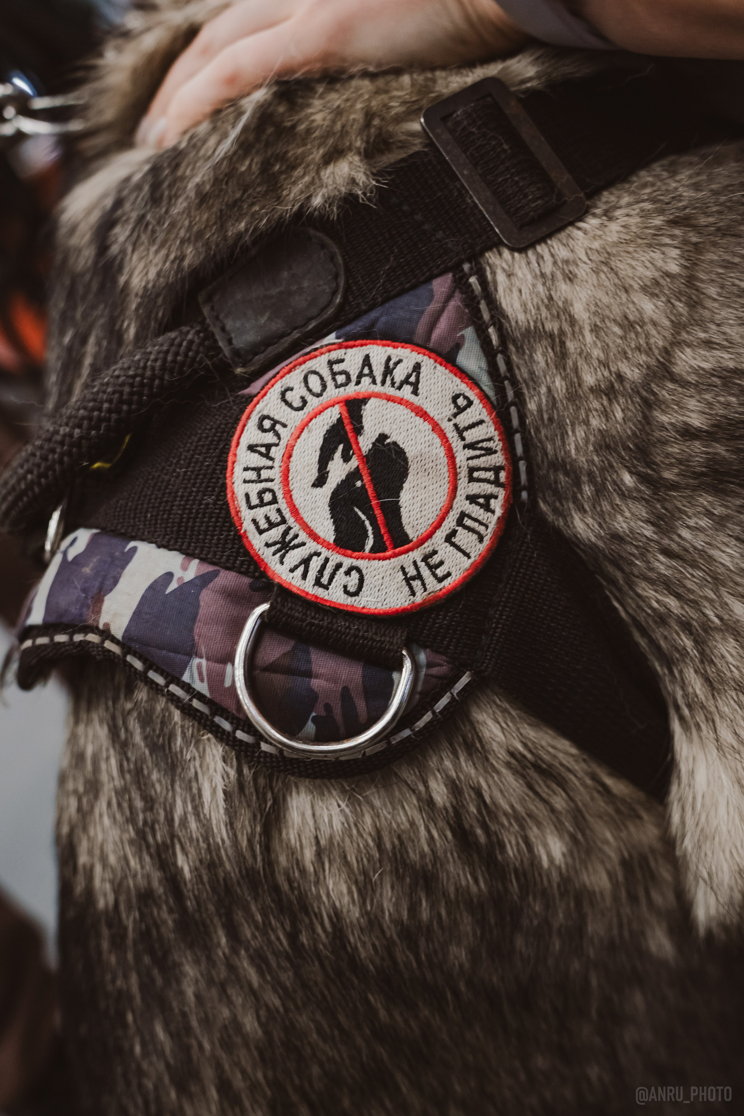 Fox Family fest. Репортажный фотограф Анастасия Рубцова