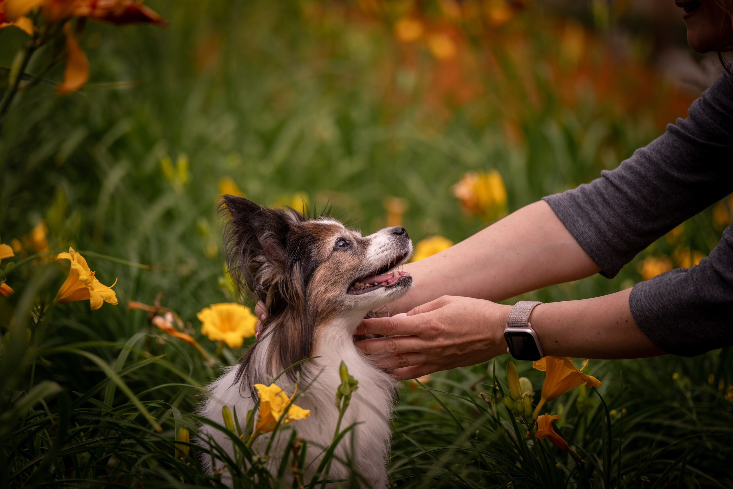 Элегантная папильон для Натальи!. Зоофотограф, фотограф животных в Москве и области Дина Дамоцева