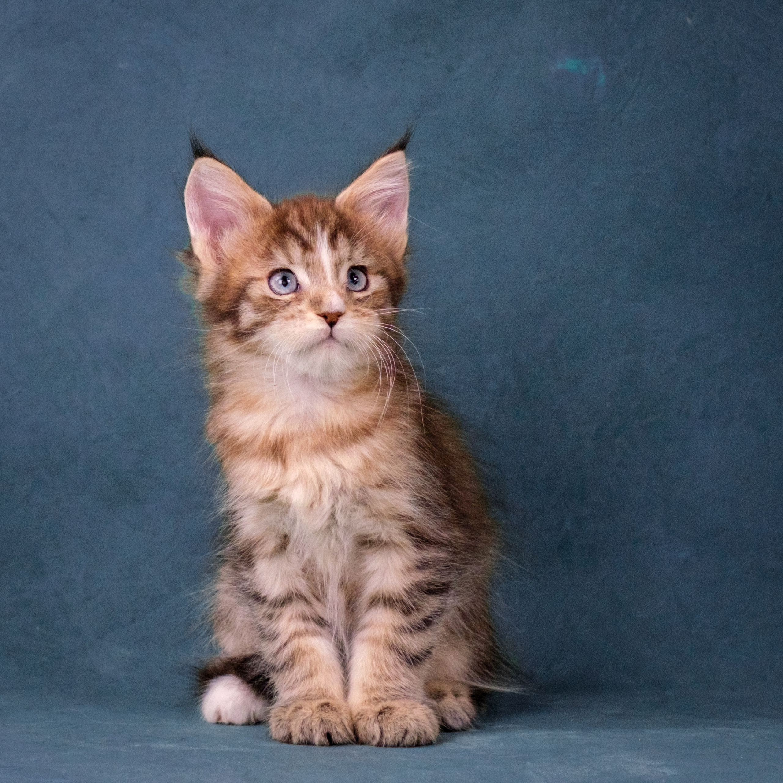 Мейн-куны для Анастасии. Зоофотограф, фотограф животных в Москве и области Дина Дамоцева