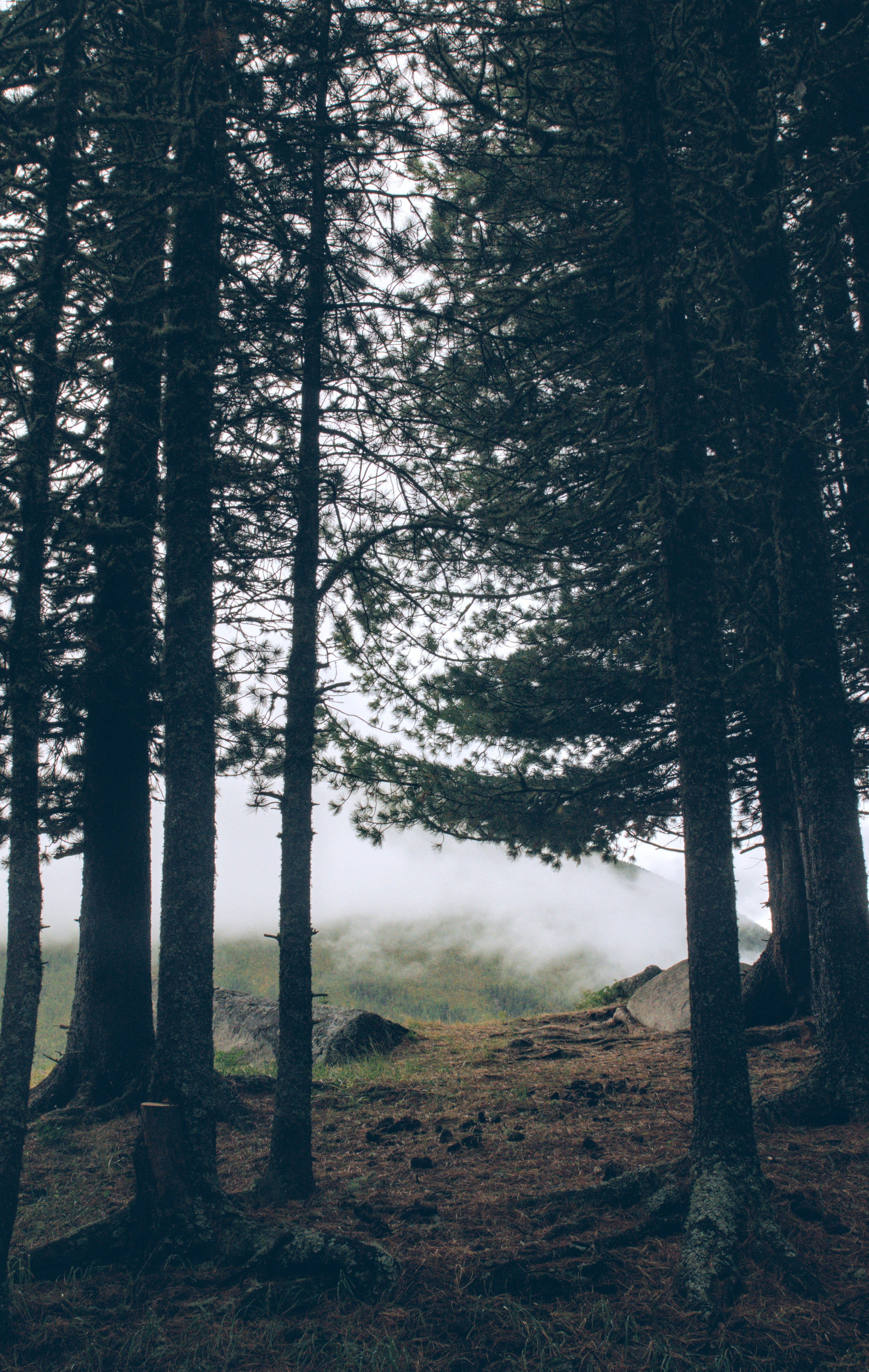 Большой и малый Колагаш. Фотограф анималист, пейзажист, спортивные мероприятия. Новосибирск