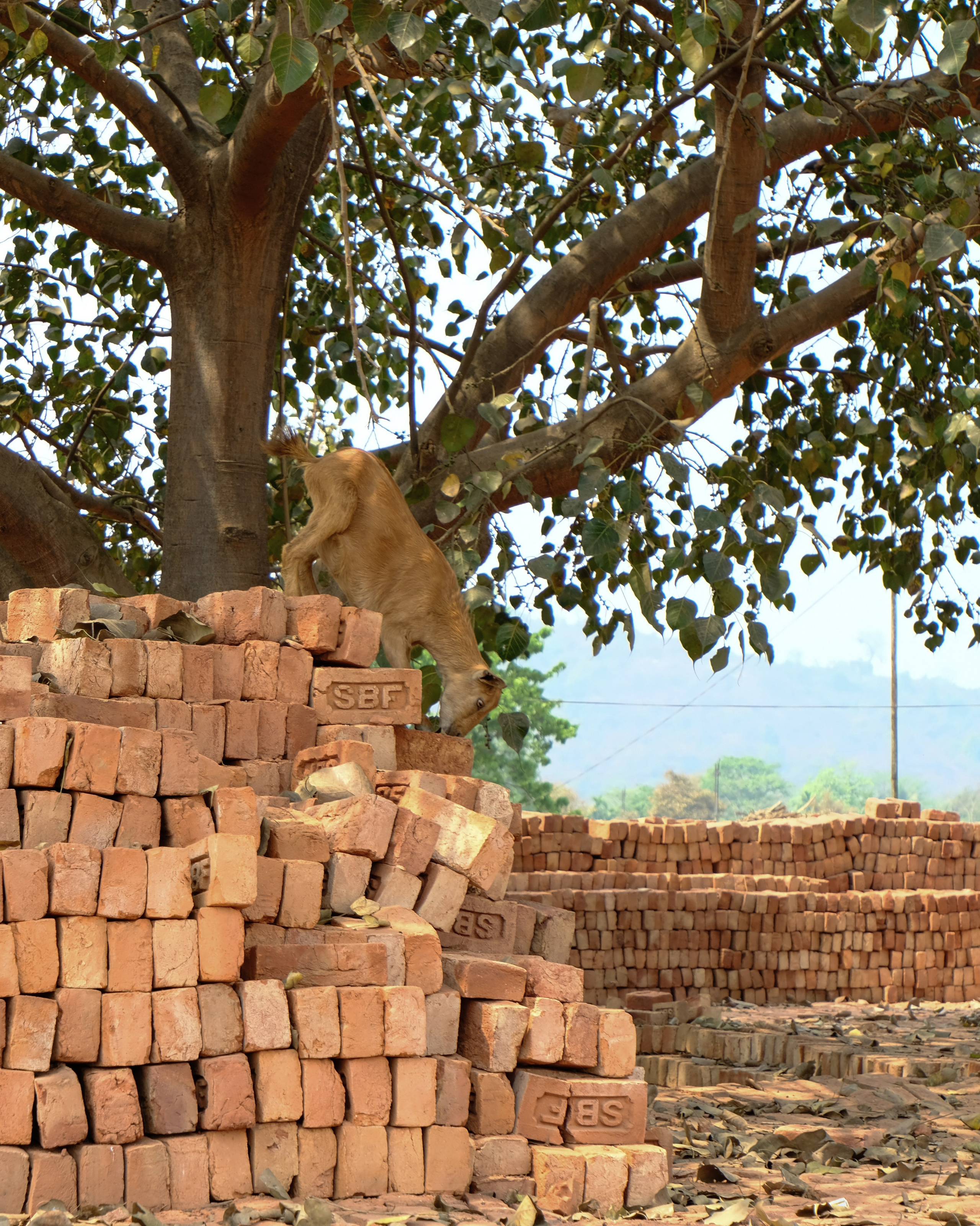 Индия штат Ассам день 2-й. Фотографии из путешествий