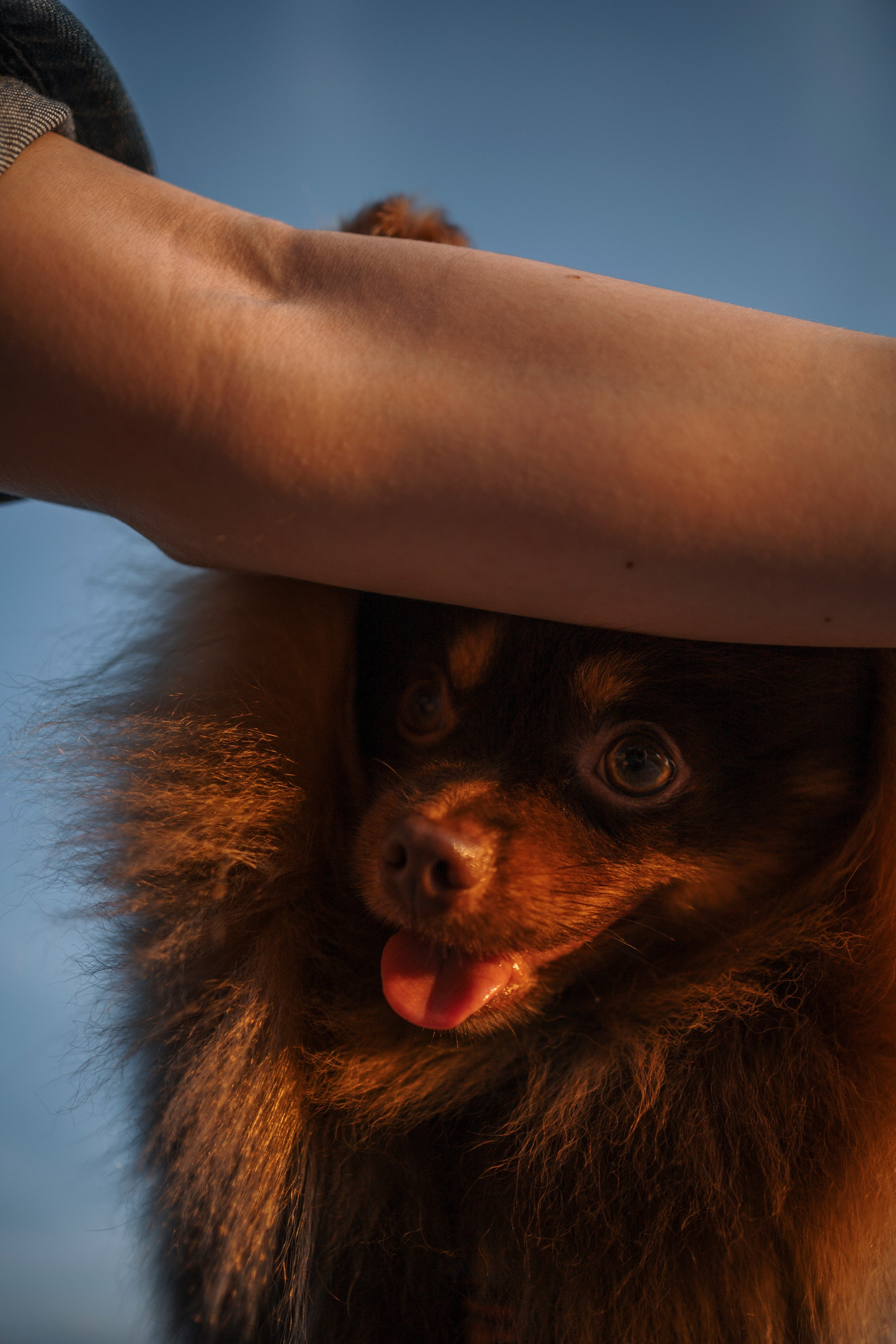 Сапфир и его семья. Фотограф-анималист в Санкт-Петеребурге Титова Алиса