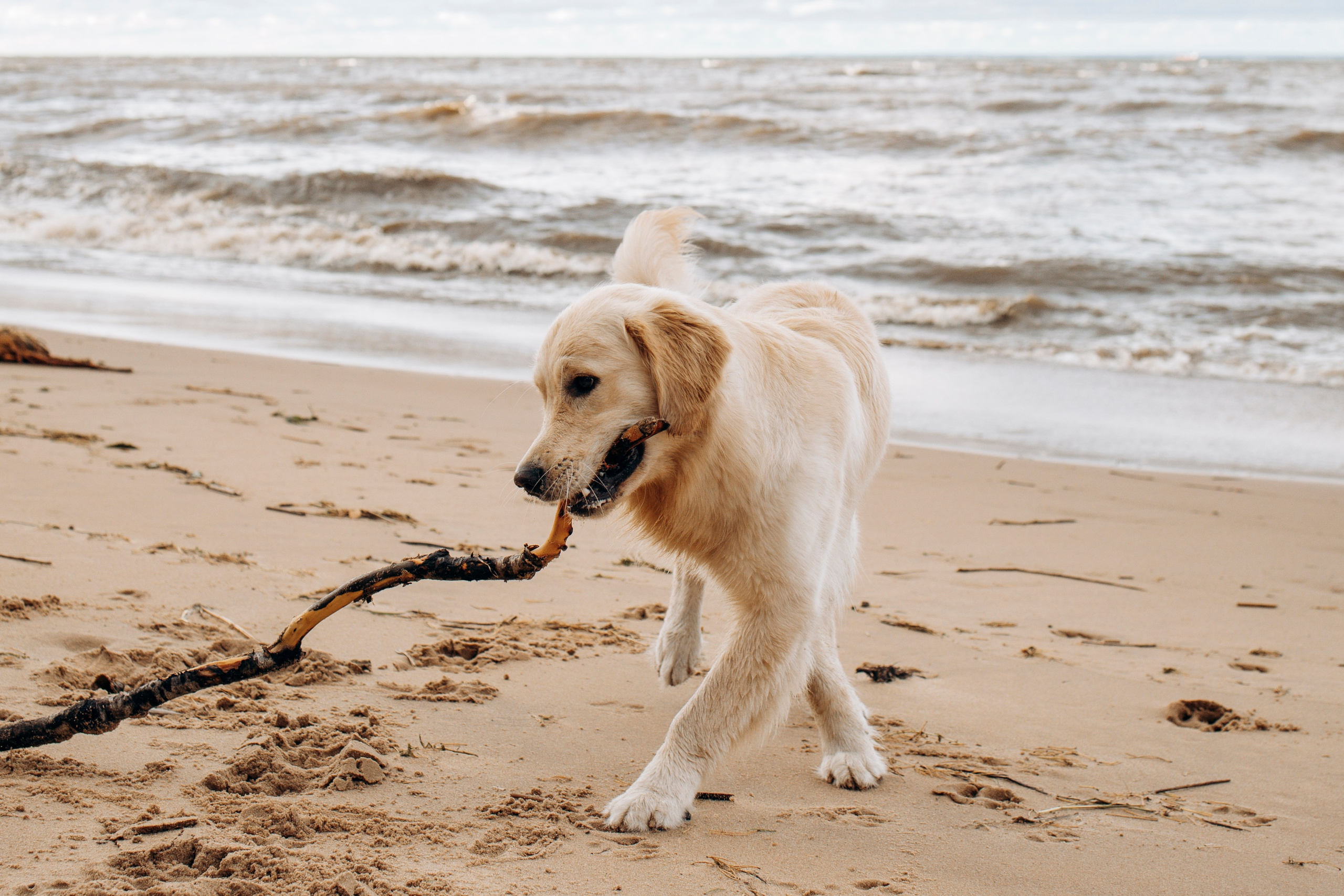 Прогулка Насти с Арчи и Арагоном. Фотограф-анималист в Санкт-Петеребурге Титова Алиса
