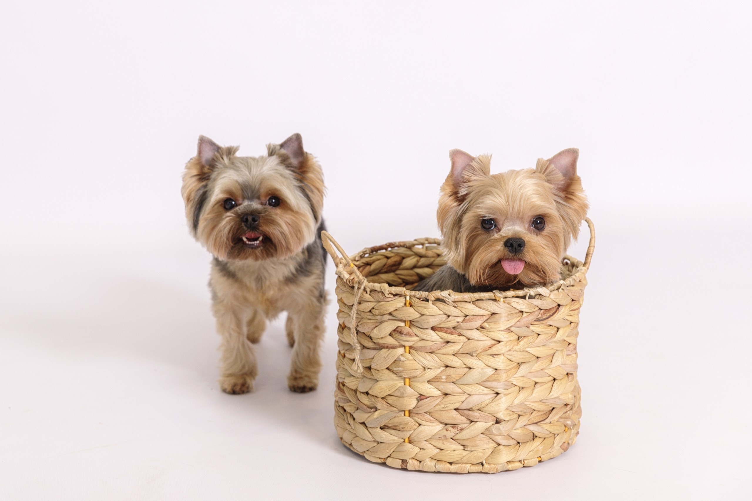 Аня, Тортик и Барри. Фотограф-анималист в Калуге Мария Шерскова