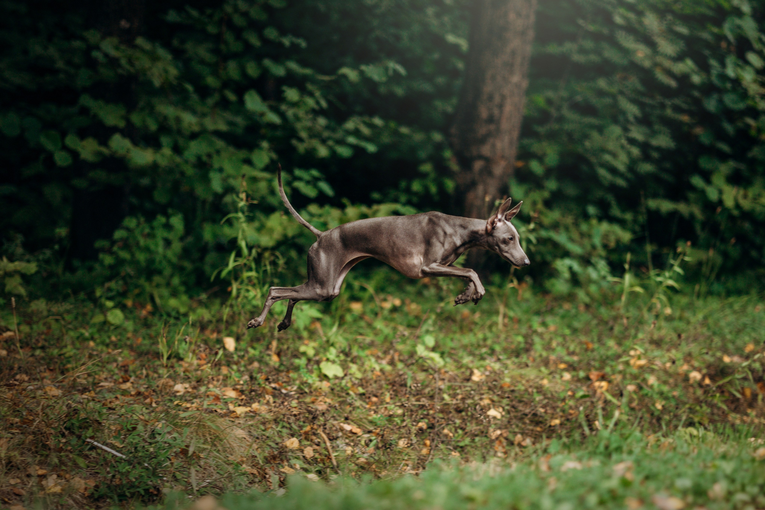 Лучик и ее семья. Фотограф — Анималист | Санкт-Петербург