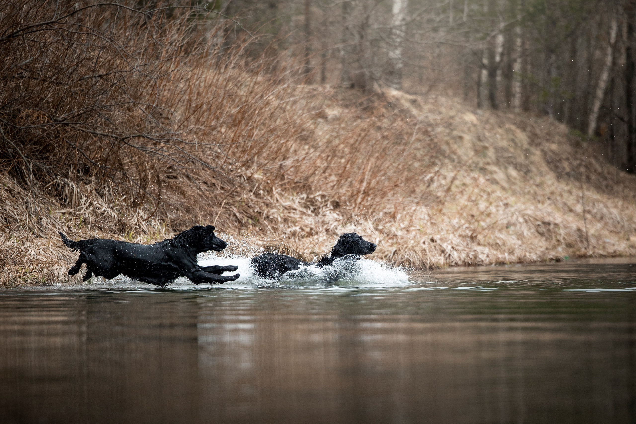 Ора, Ева, Рози и их семья. Фотограф — Анималист | Санкт-Петербург
