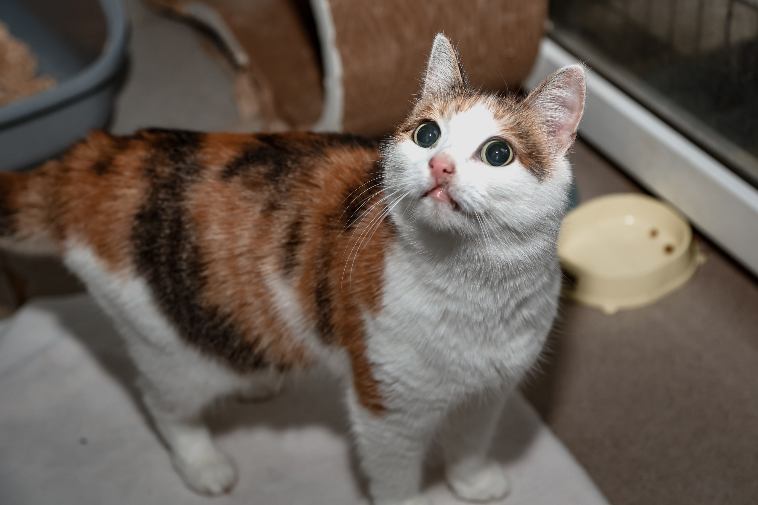 Приют Кошкин Дом Филимоша. Ваш фотограф в Оренбурге Рощупкина Екатерина