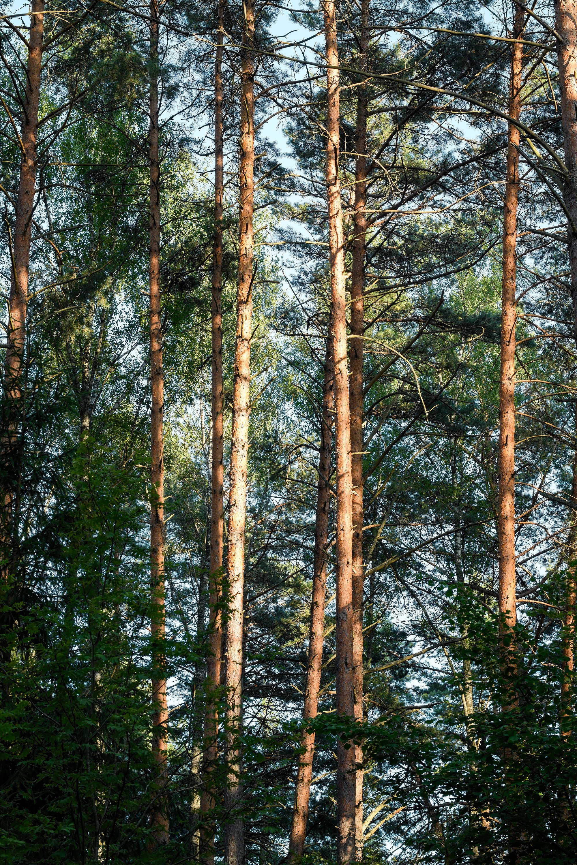 Фотографии Национальный парк Угра. Фотограф спортивные события, недвижимость, турбизнес