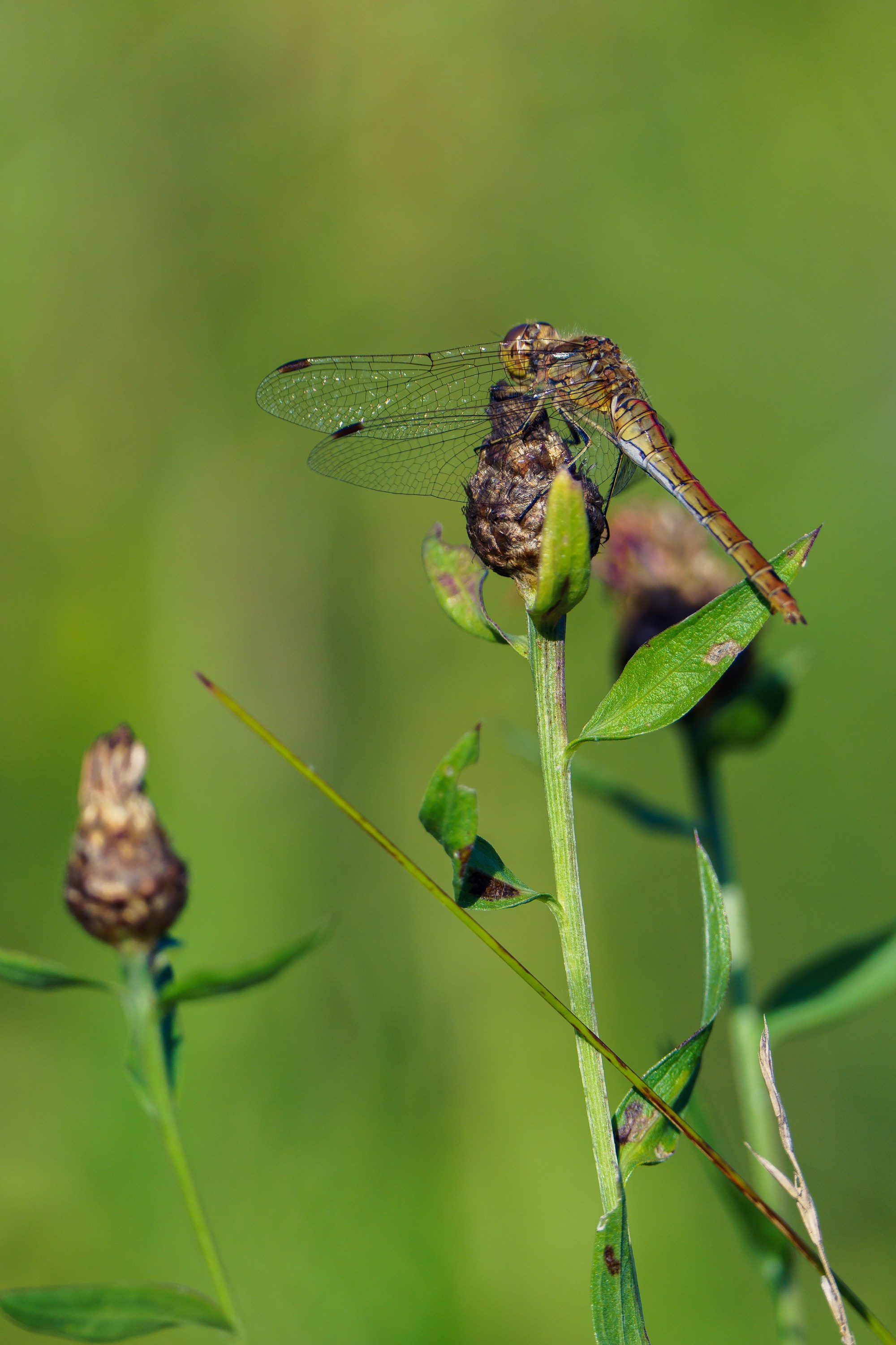 Фотографии Национальный парк Угра. Фотограф спортивные события, недвижимость, турбизнес