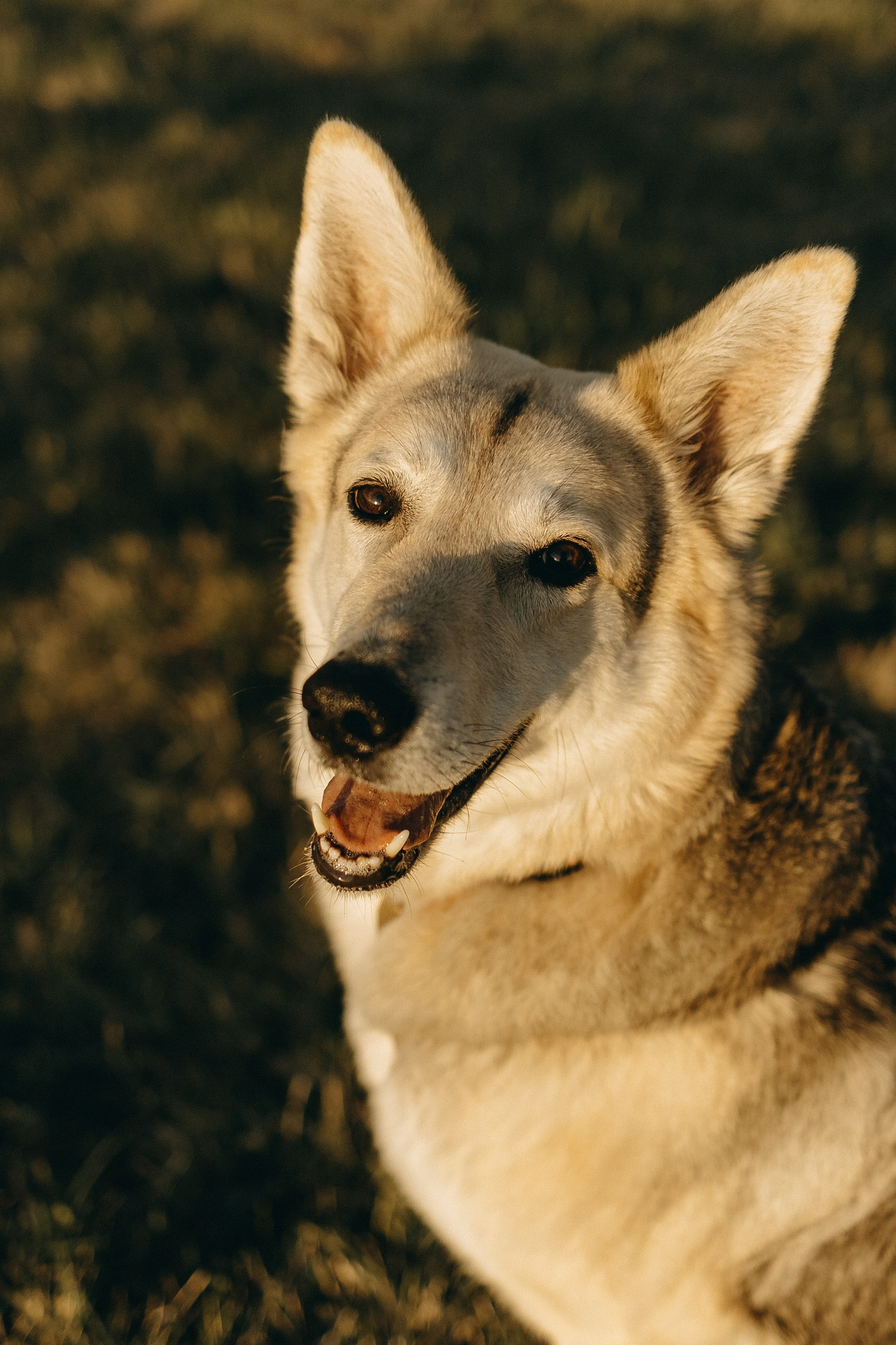 Саша и Зельда. Фотограф — Анималист | Санкт-Петербург