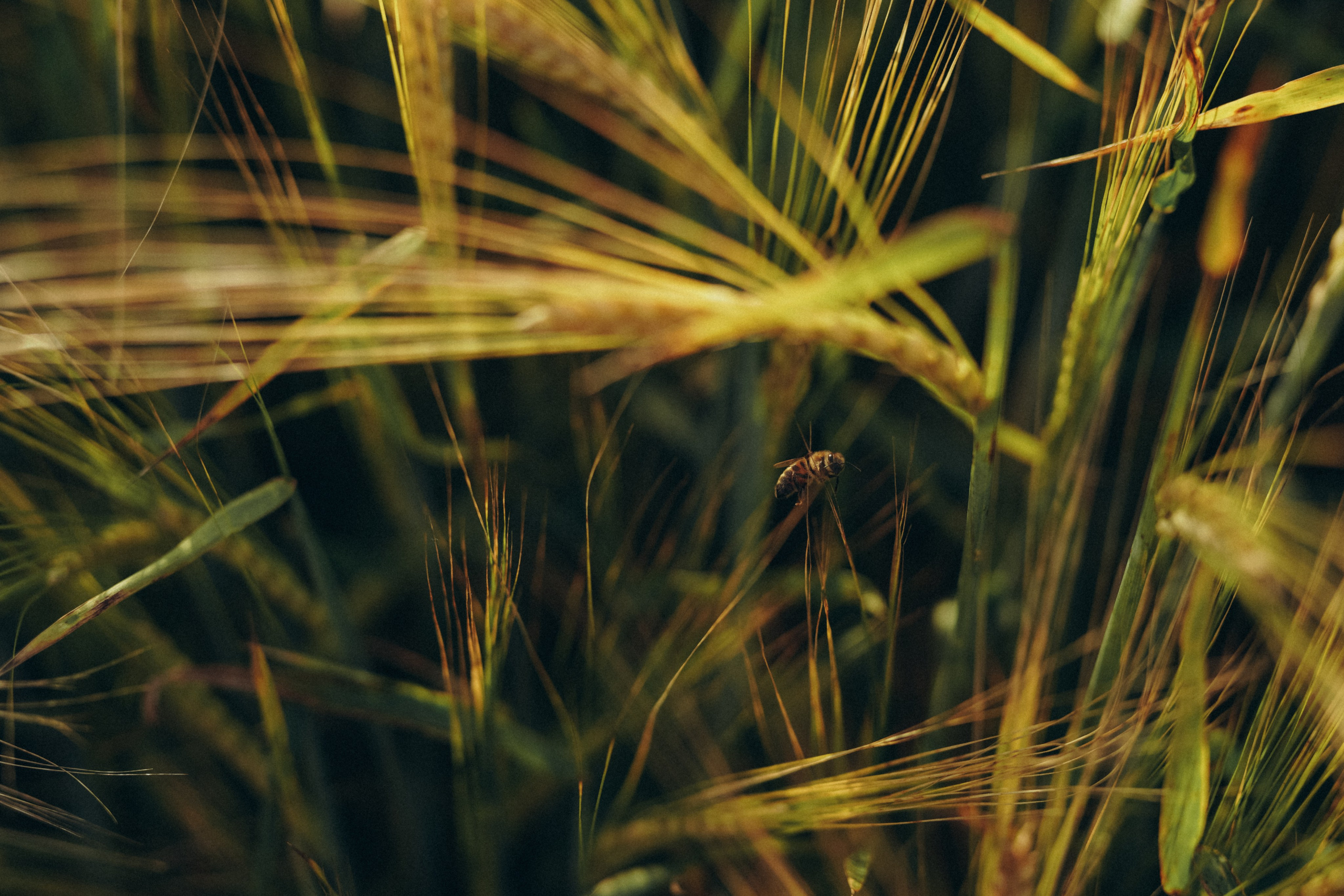 Пшеничное поле. Семейный и женский фотограф в Санкт-Петербурге Татьяна Стружкина