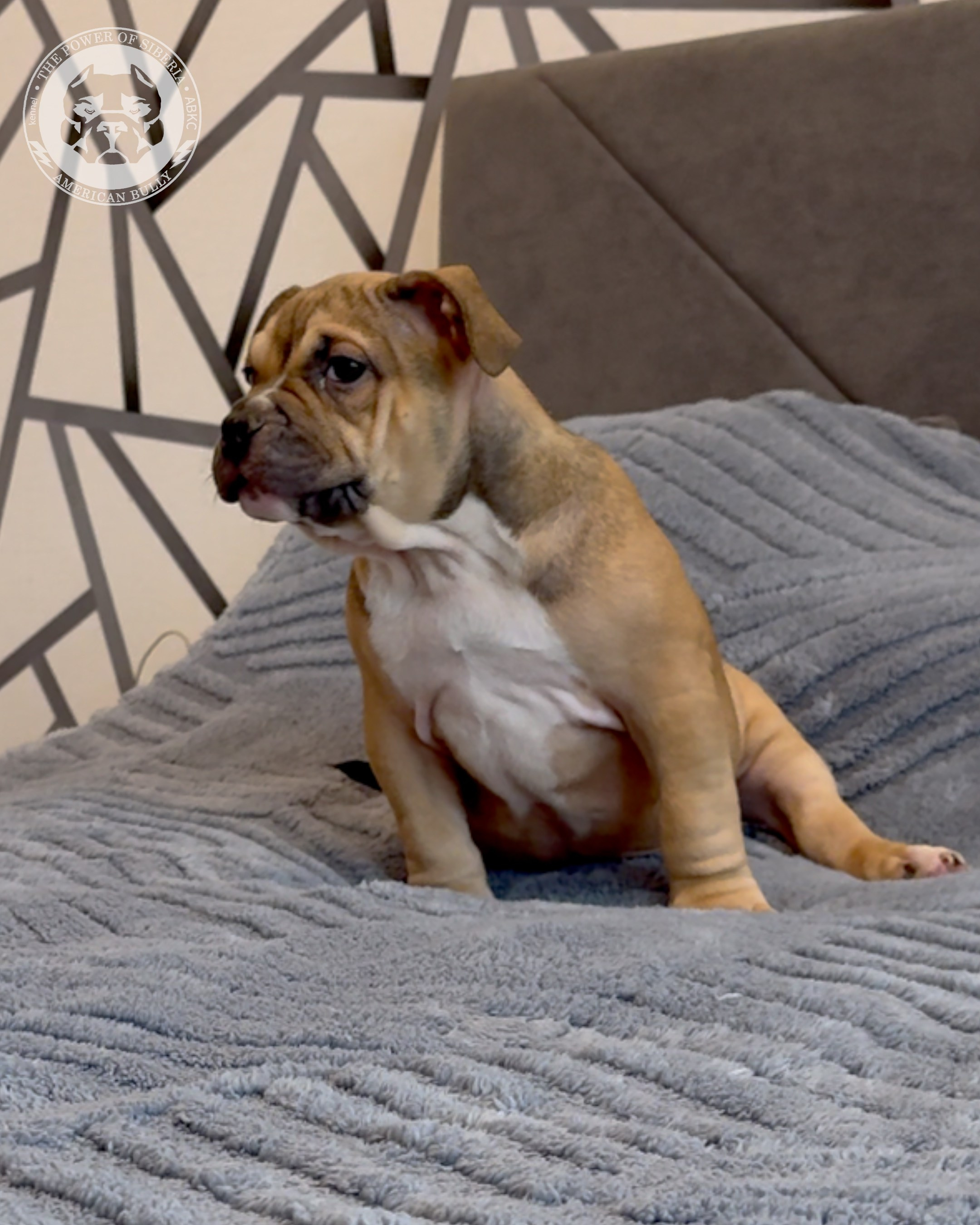 22.11.25 Тагира-Каспер. Американский Булли в г. Ростов-на-Дону. Питомник THE POWER OF SIBERIA