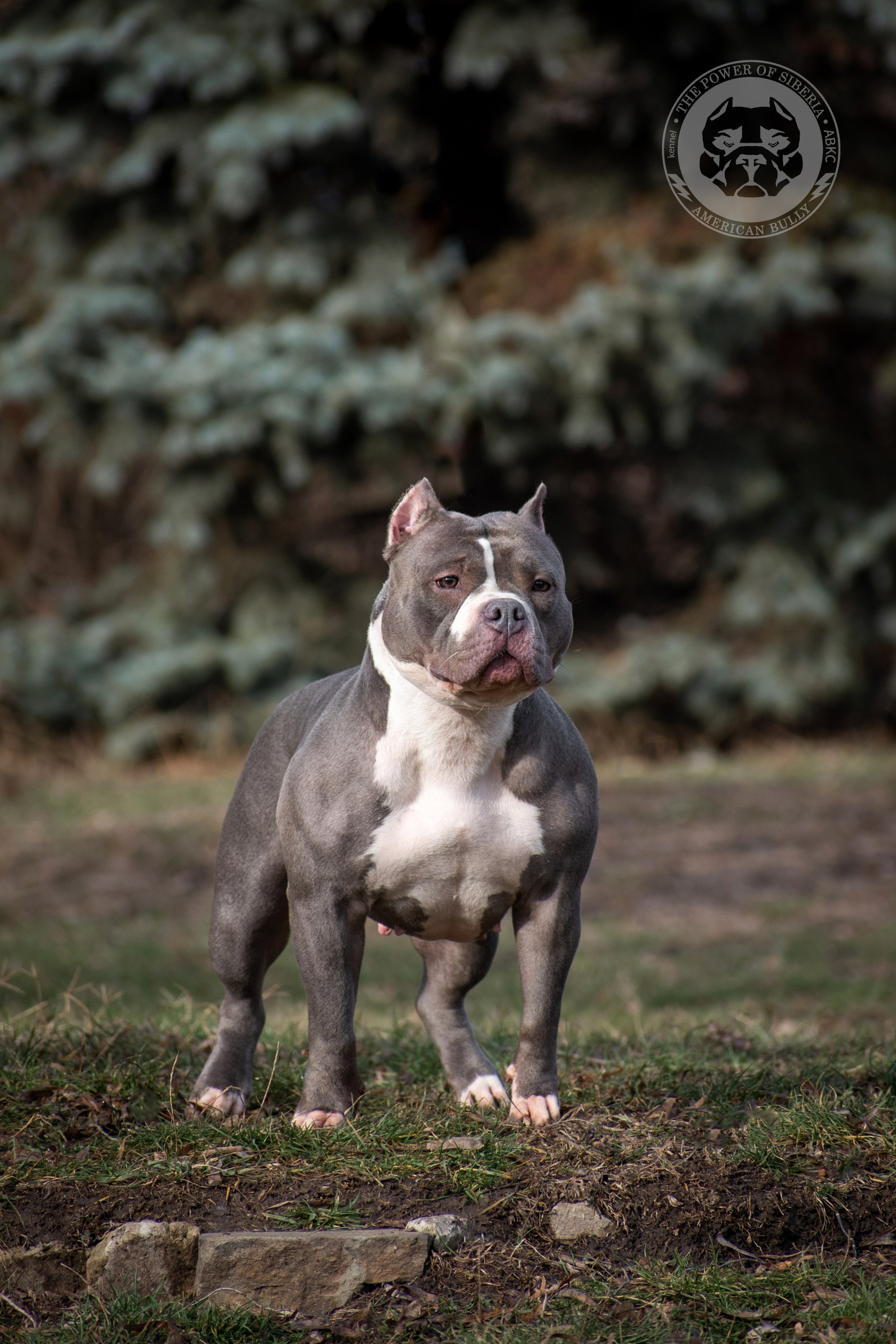 кобель на вязку Американский булли в Пензе