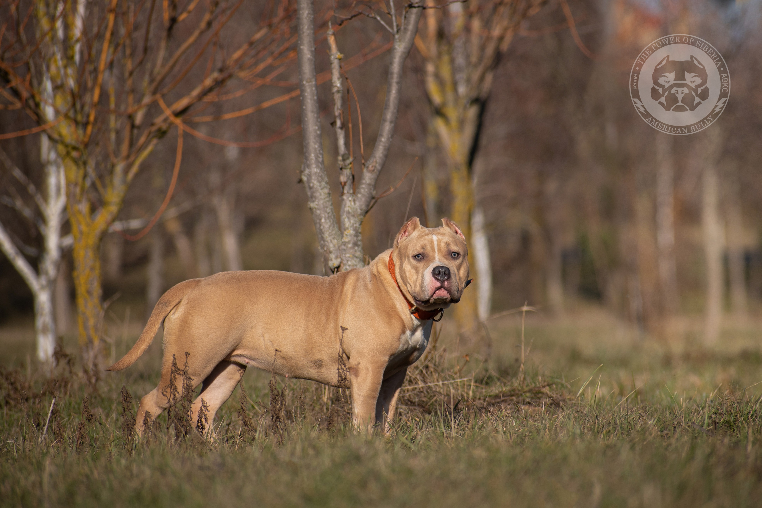 продажа щенков Американского булли на Алтае