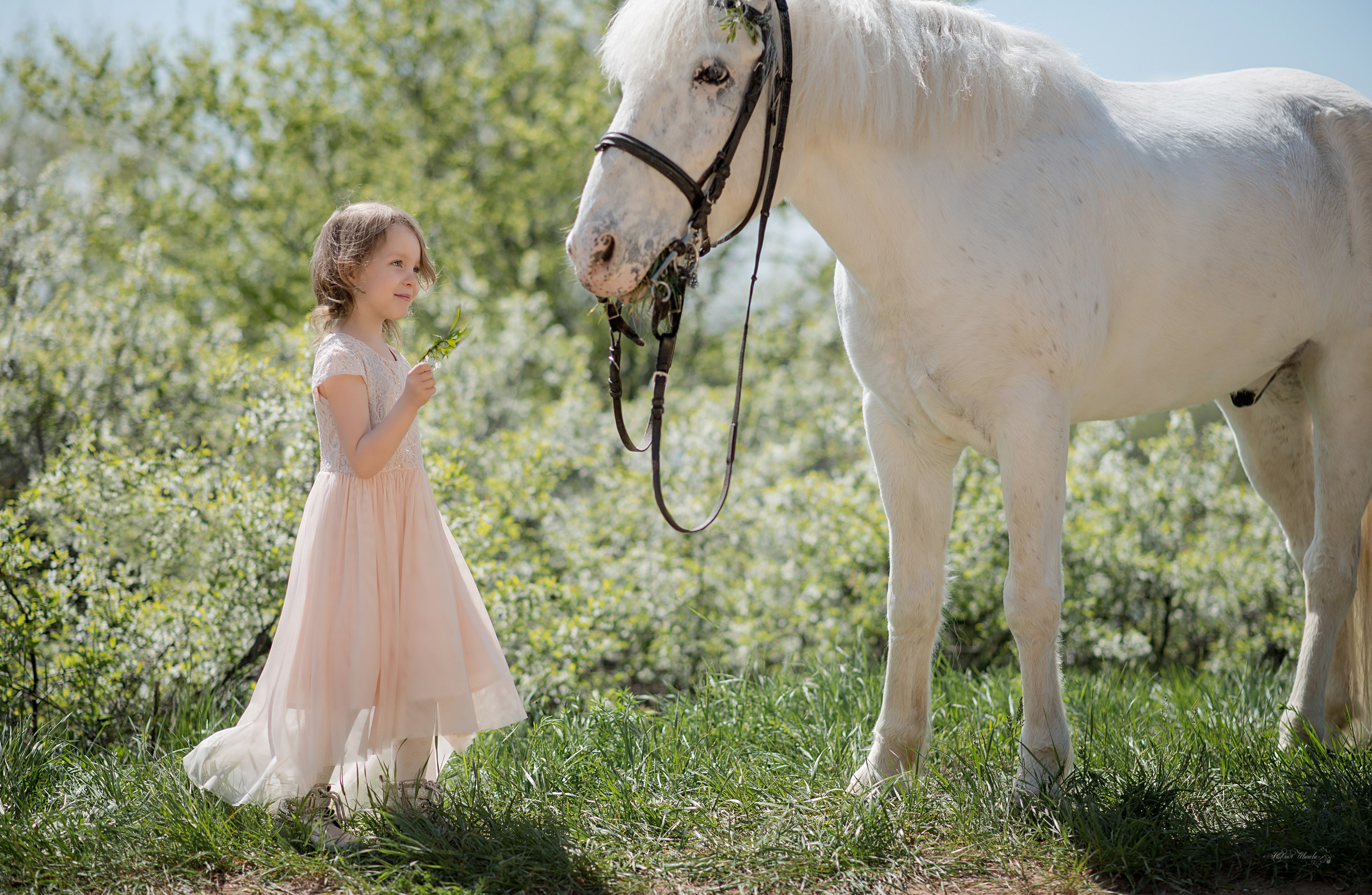 Семейная съемочка с Чингизом. Конный фотограф в Саратове Юлия Иванова