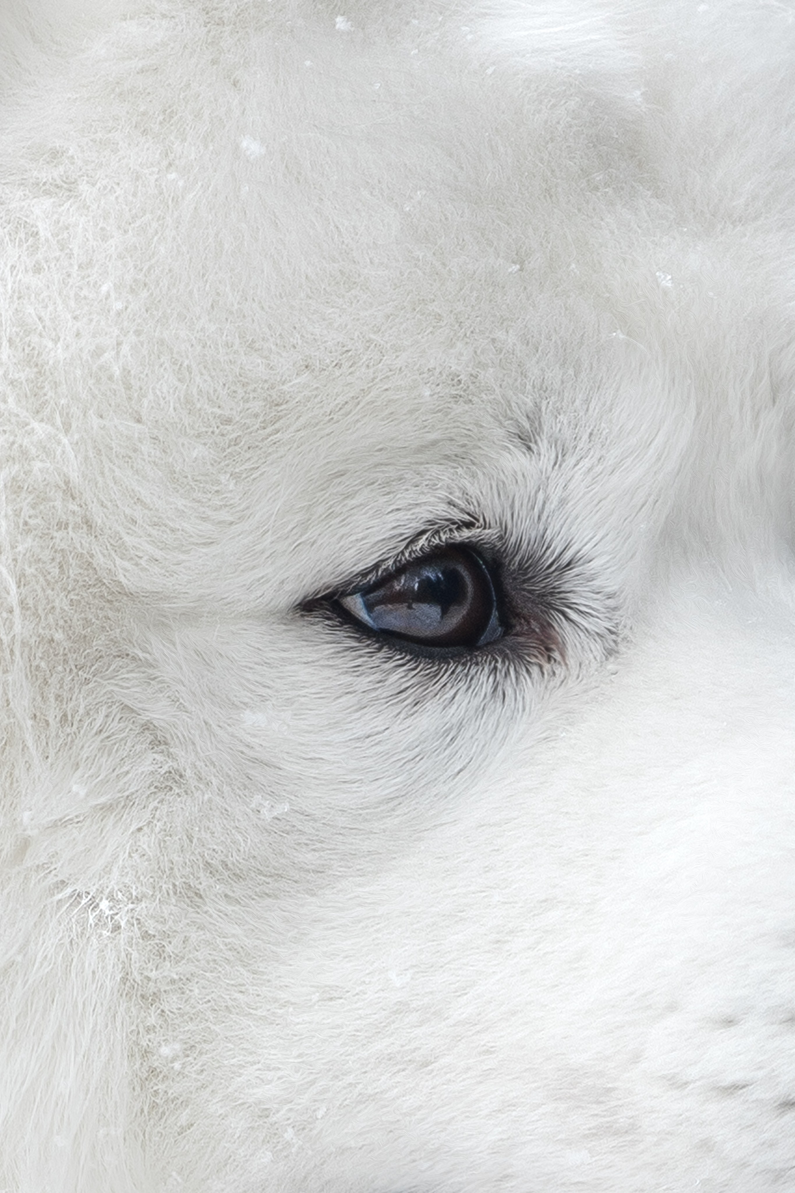 Самоедские мальчишки. Фотограф анималист в Москве Майорова Евгения