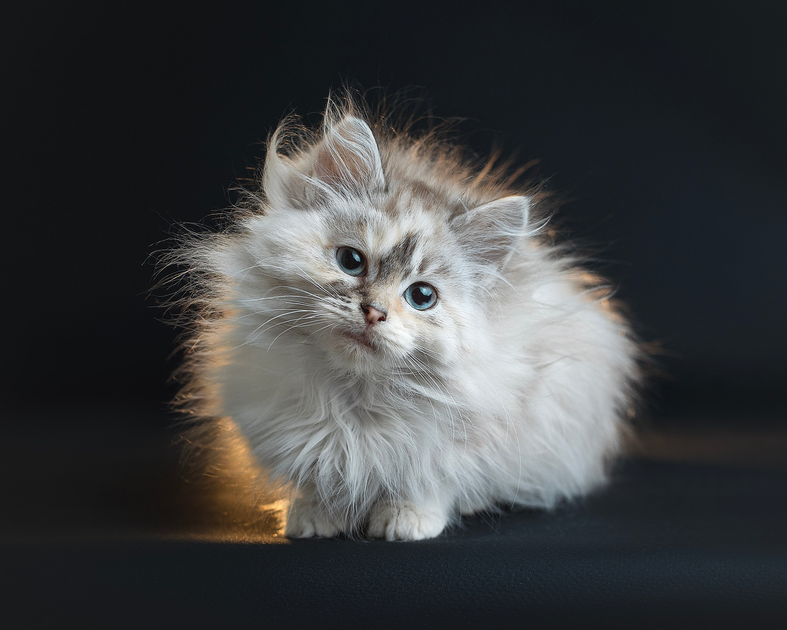 Кошки. Фотограф анималист в Москве Майорова Евгения