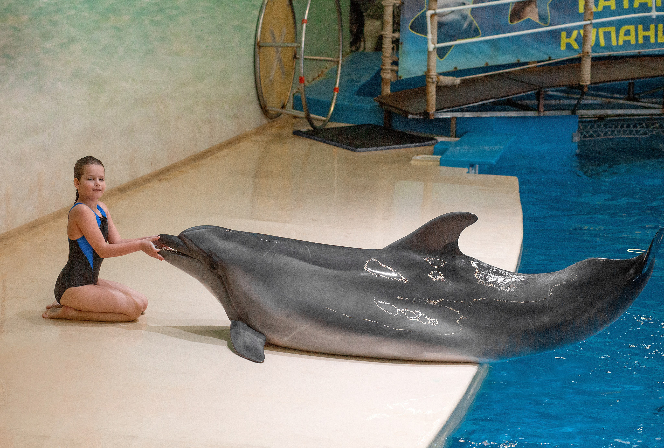 Фотосессия с дельфинами. Фотосессия с лошадьми в Нижнем Новгороде