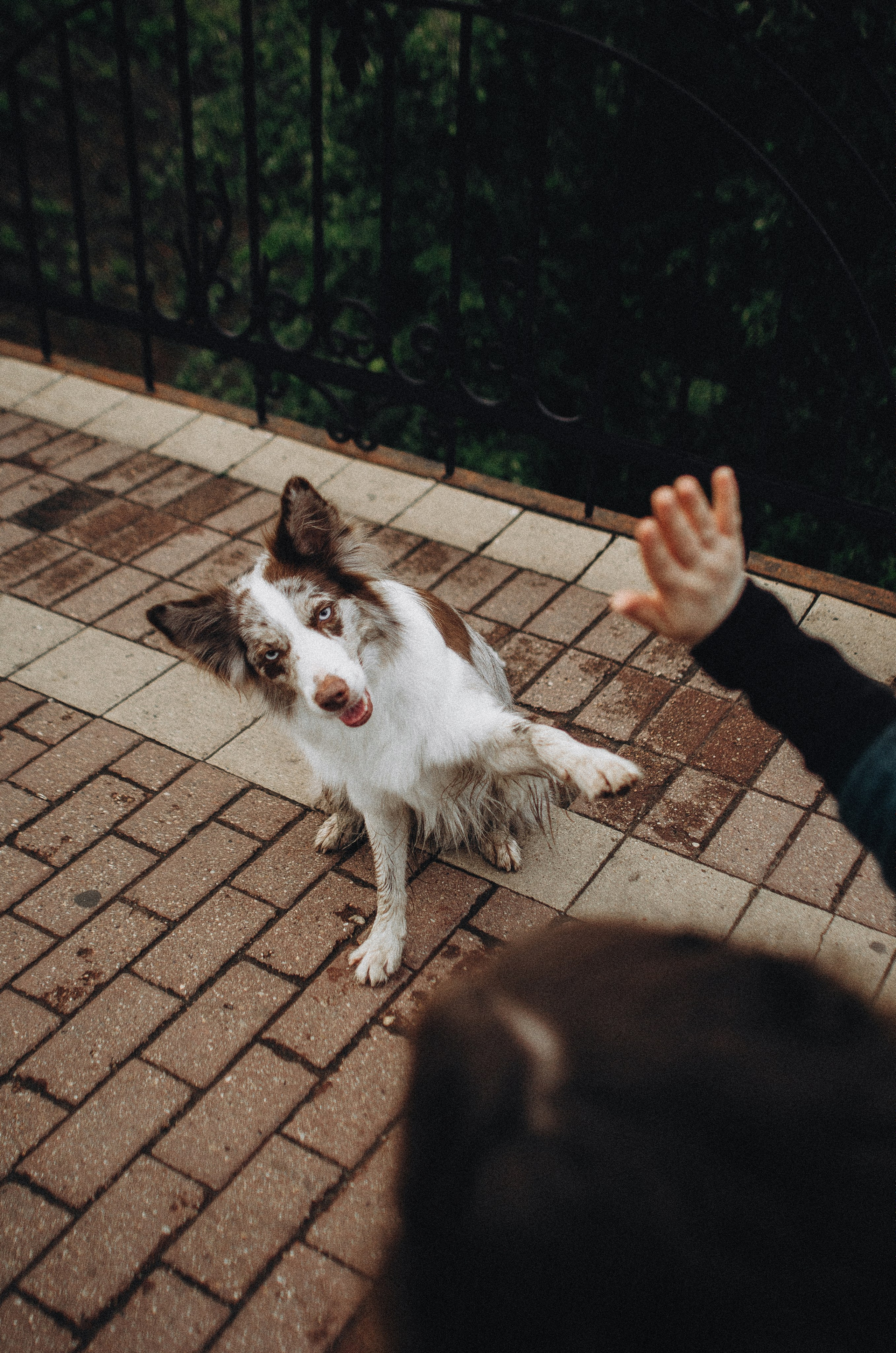 Алина и Бруна. Фотограф-анималист Богданова Полина