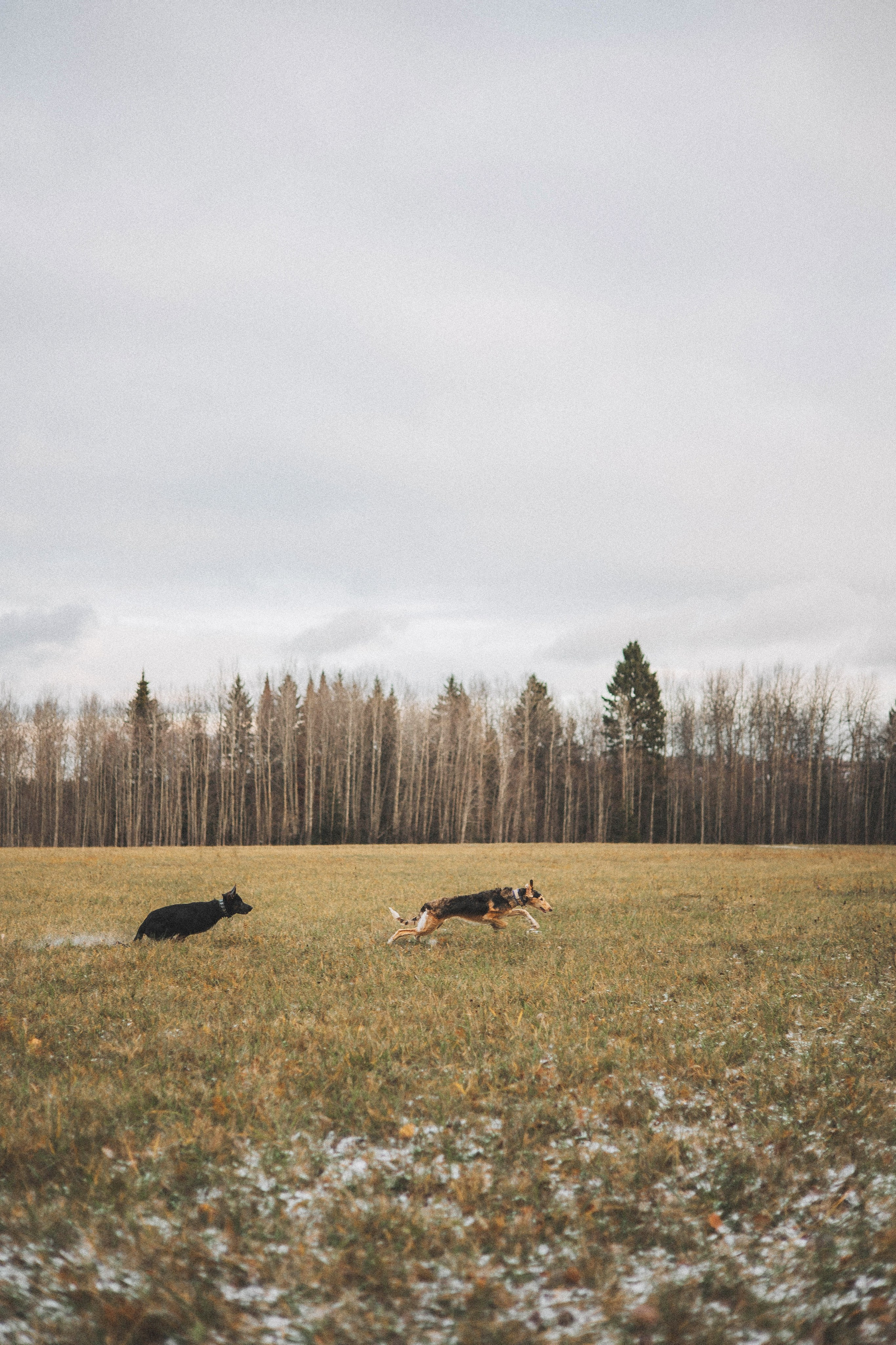 Алена, Леви и Микаса. Фотограф-анималист Богданова Полина