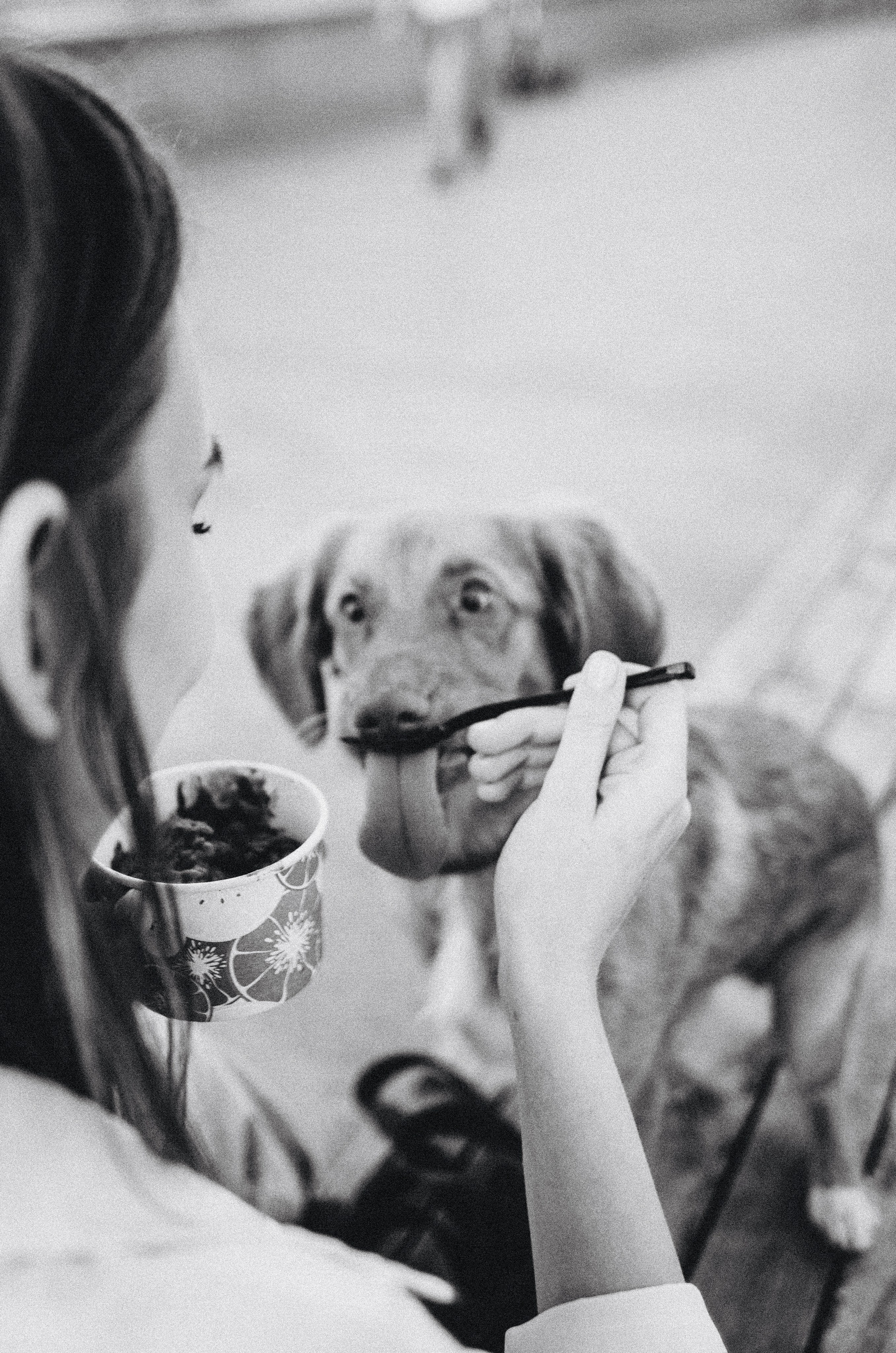 Вика и Хардин. Фотограф-анималист Богданова Полина