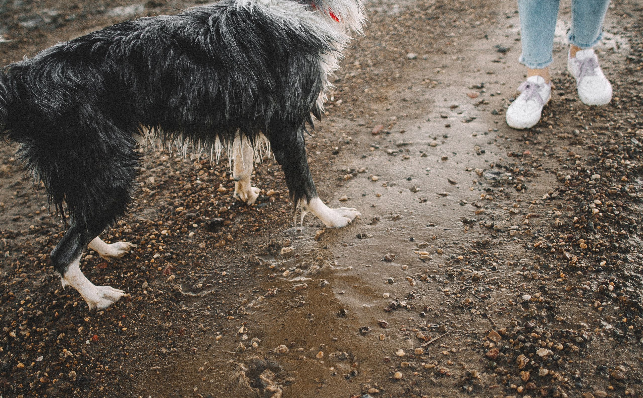 Таня и Бриллиант. Фотограф-анималист Богданова Полина