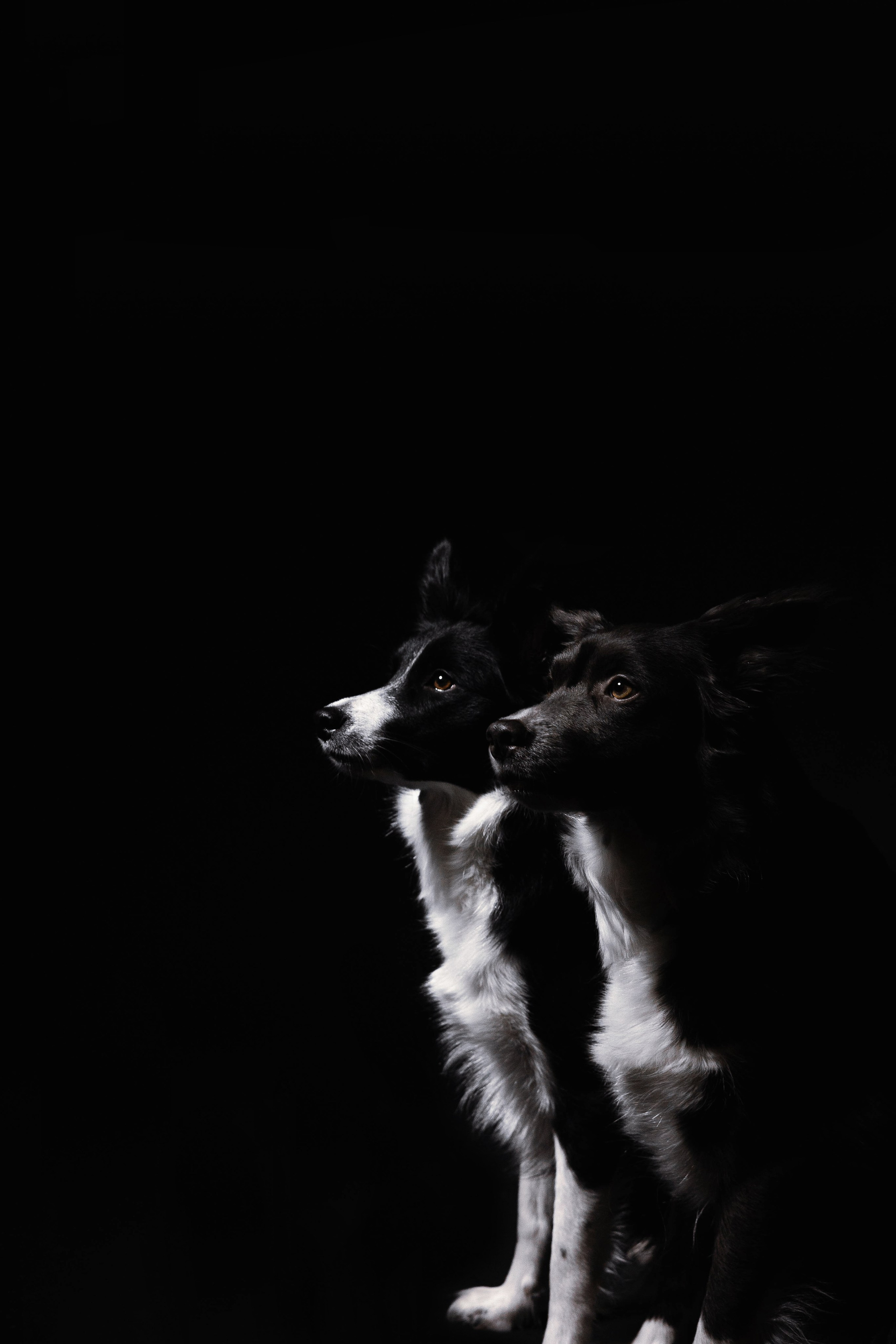 Даша, Дже и Рива. Фотограф-анималист Богданова Полина