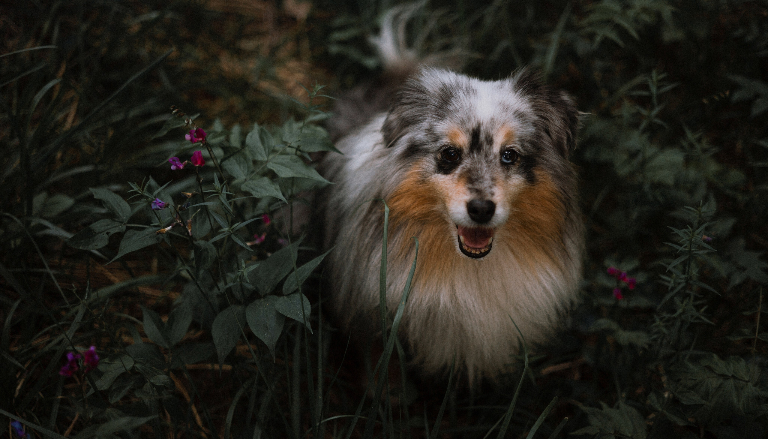 Настя, Шуня, Милка и Тигуан. Фотограф-анималист Богданова Полина