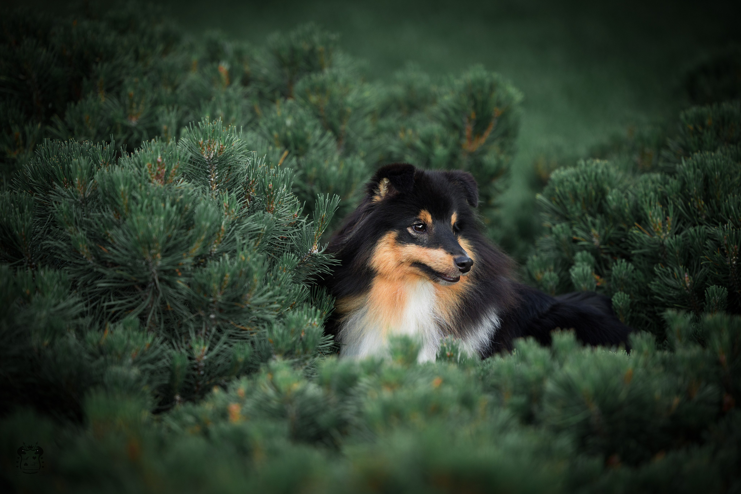 Фотограф-анималист в Екатеринбурге Марина Шишкина
