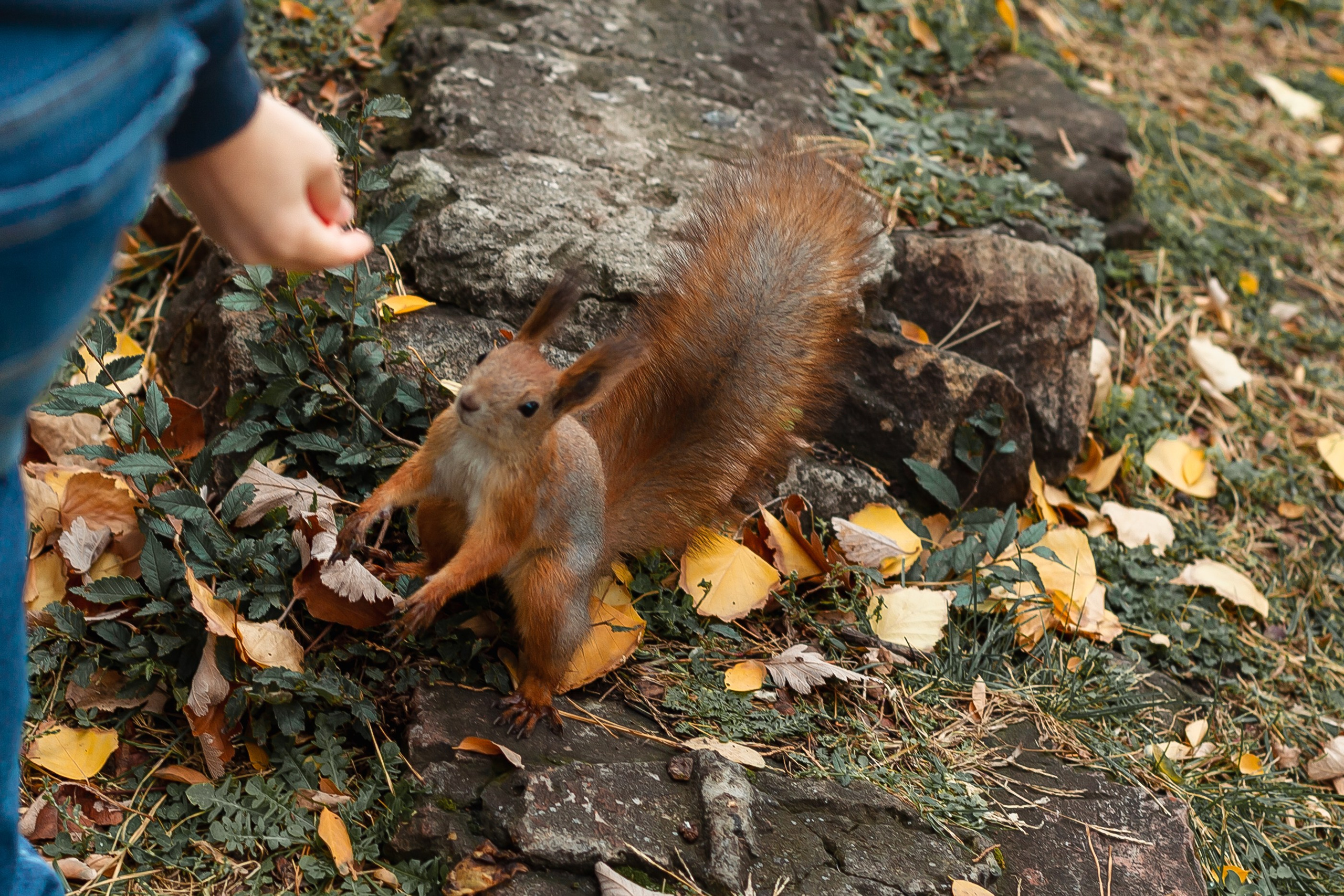 Золотая осень. Фотограф в Волгограде Норченко Светлана