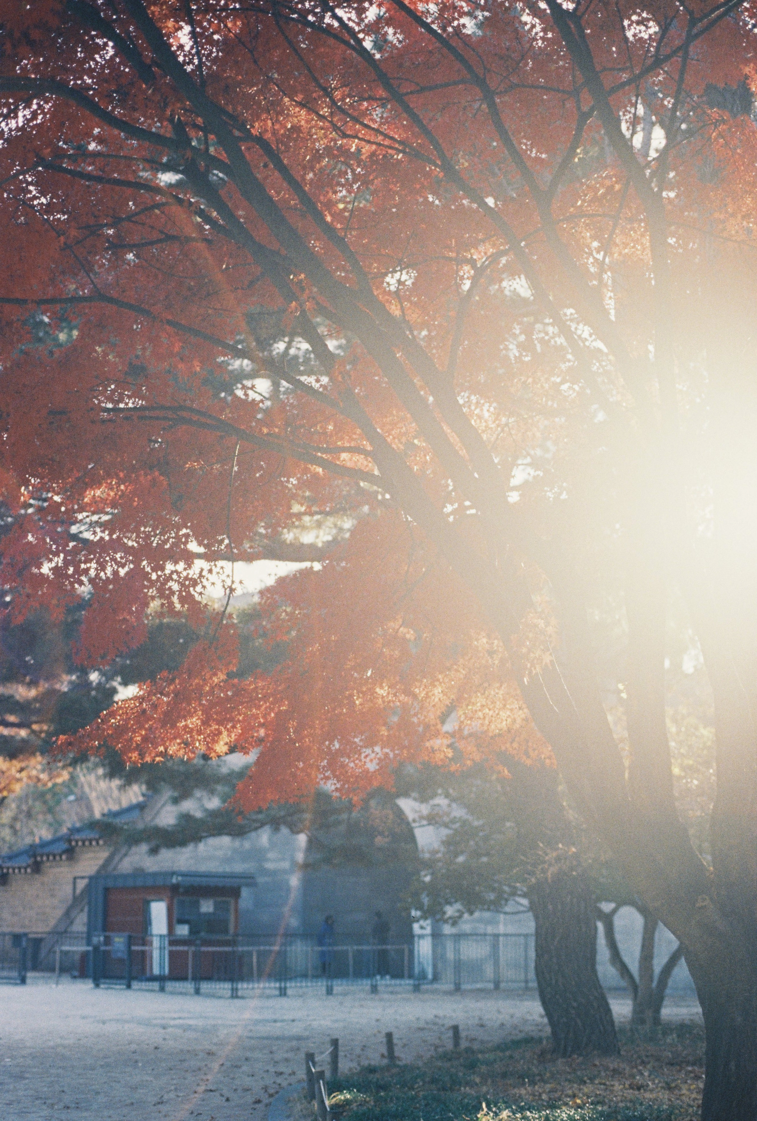 Seoul, South Korea. Съёмка влюблённых в Санкт-Петербурге Ксения Чердакова, парный фотограф