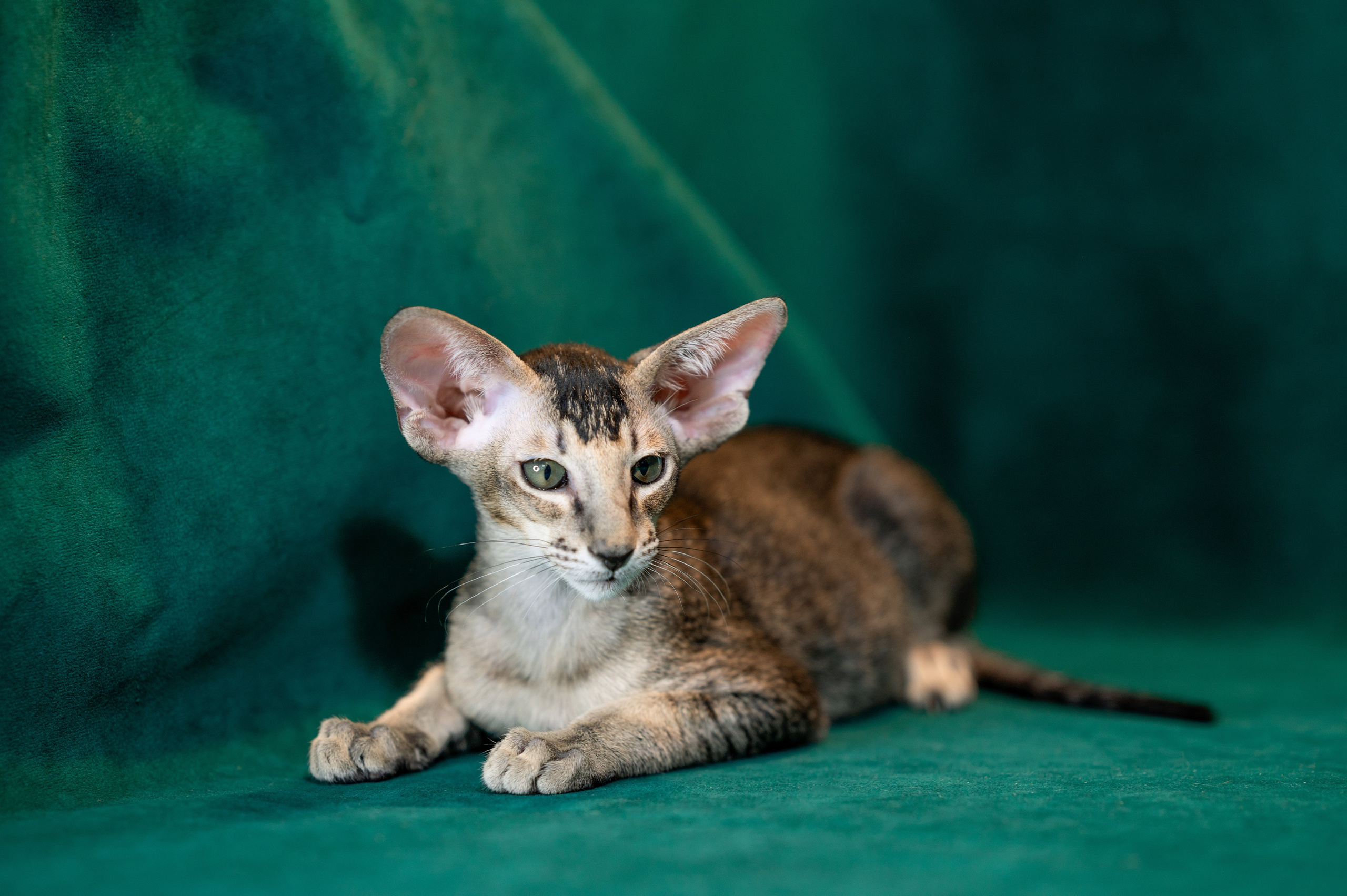 Заводчик Юлия Панова. Творческий фотограф Вологда