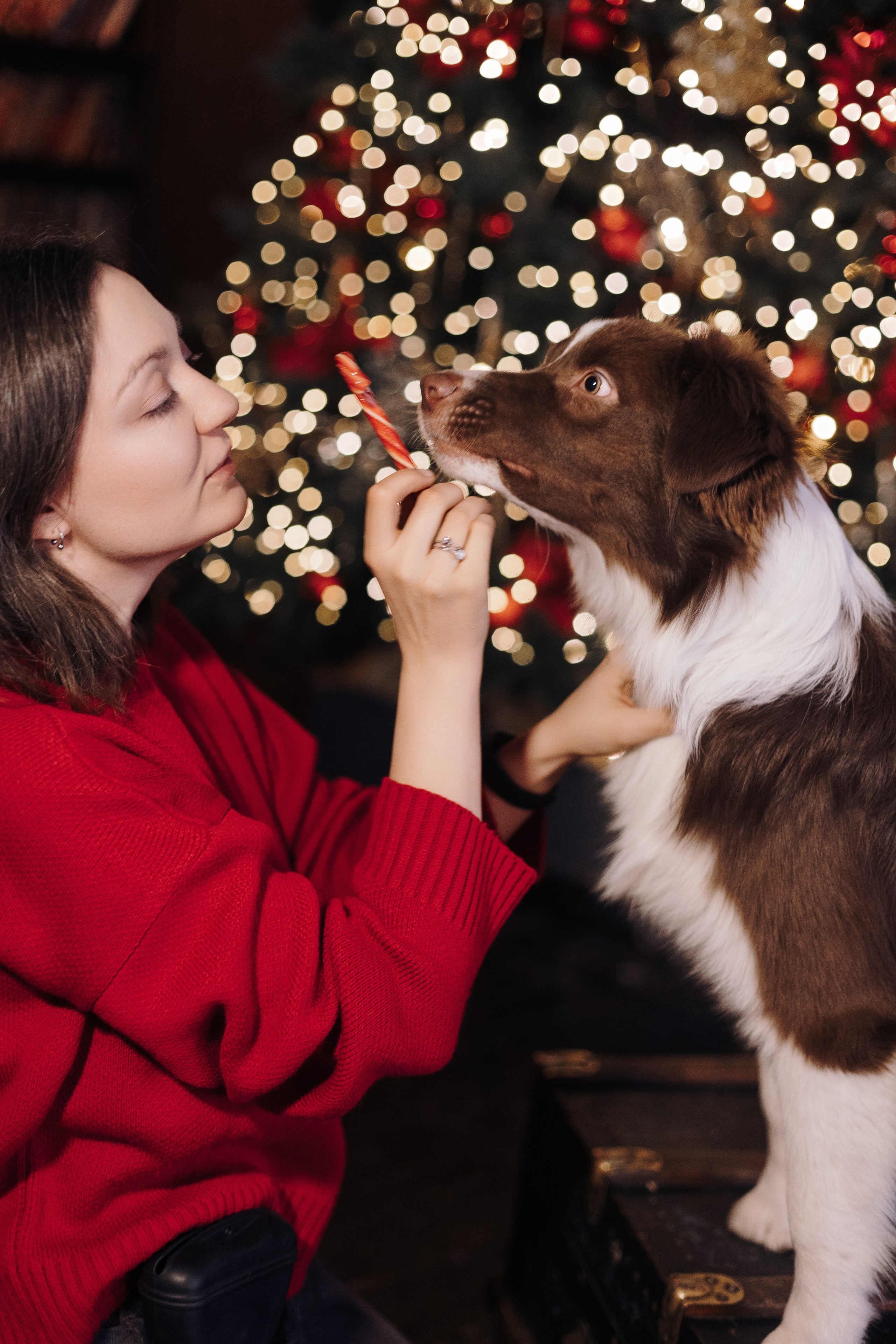 Новогодний Фотодень. Фотограф анималист Кристина Карпова, Москва