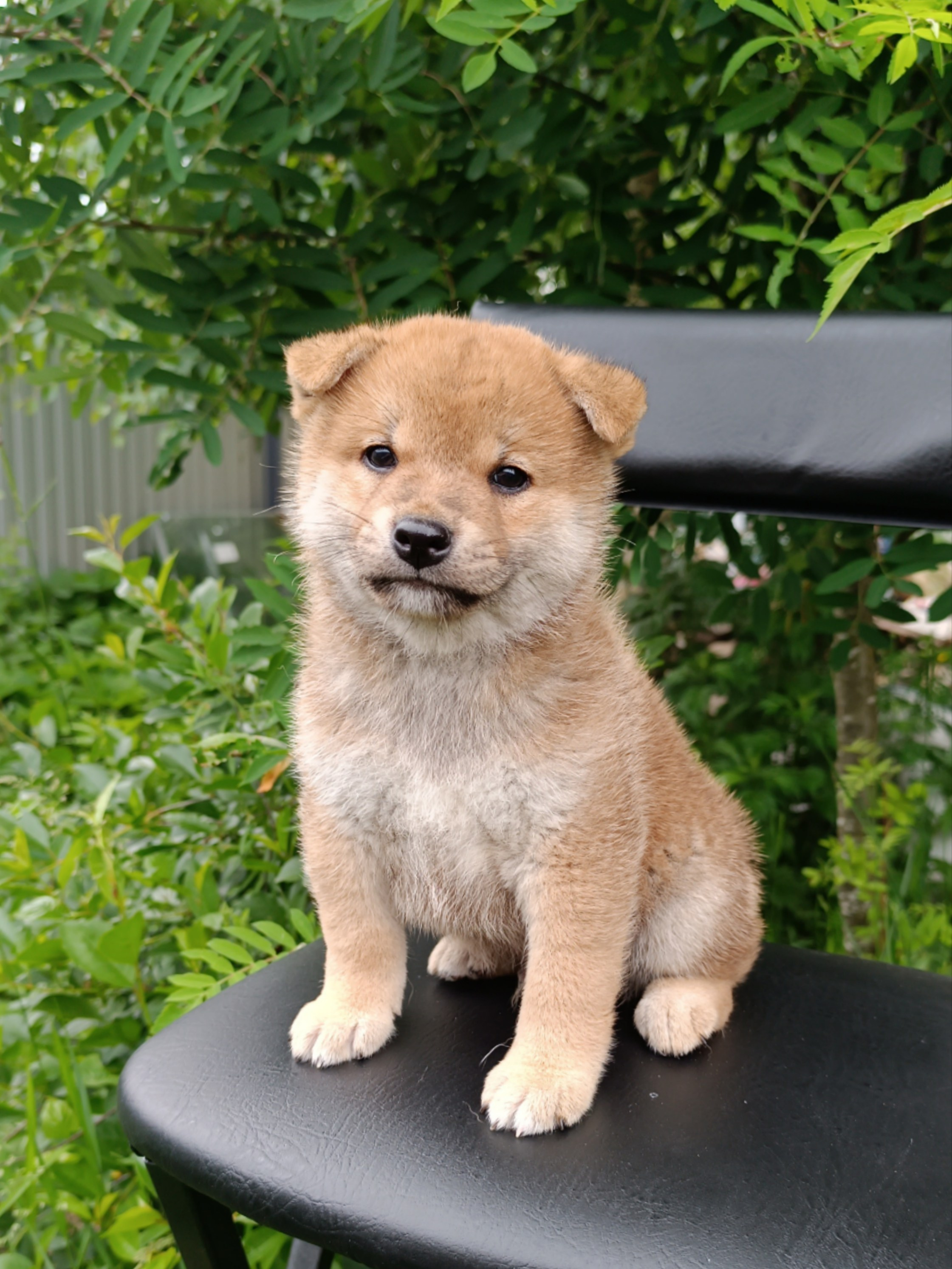 Сиба Rubylight Germes питомник Рубилайт