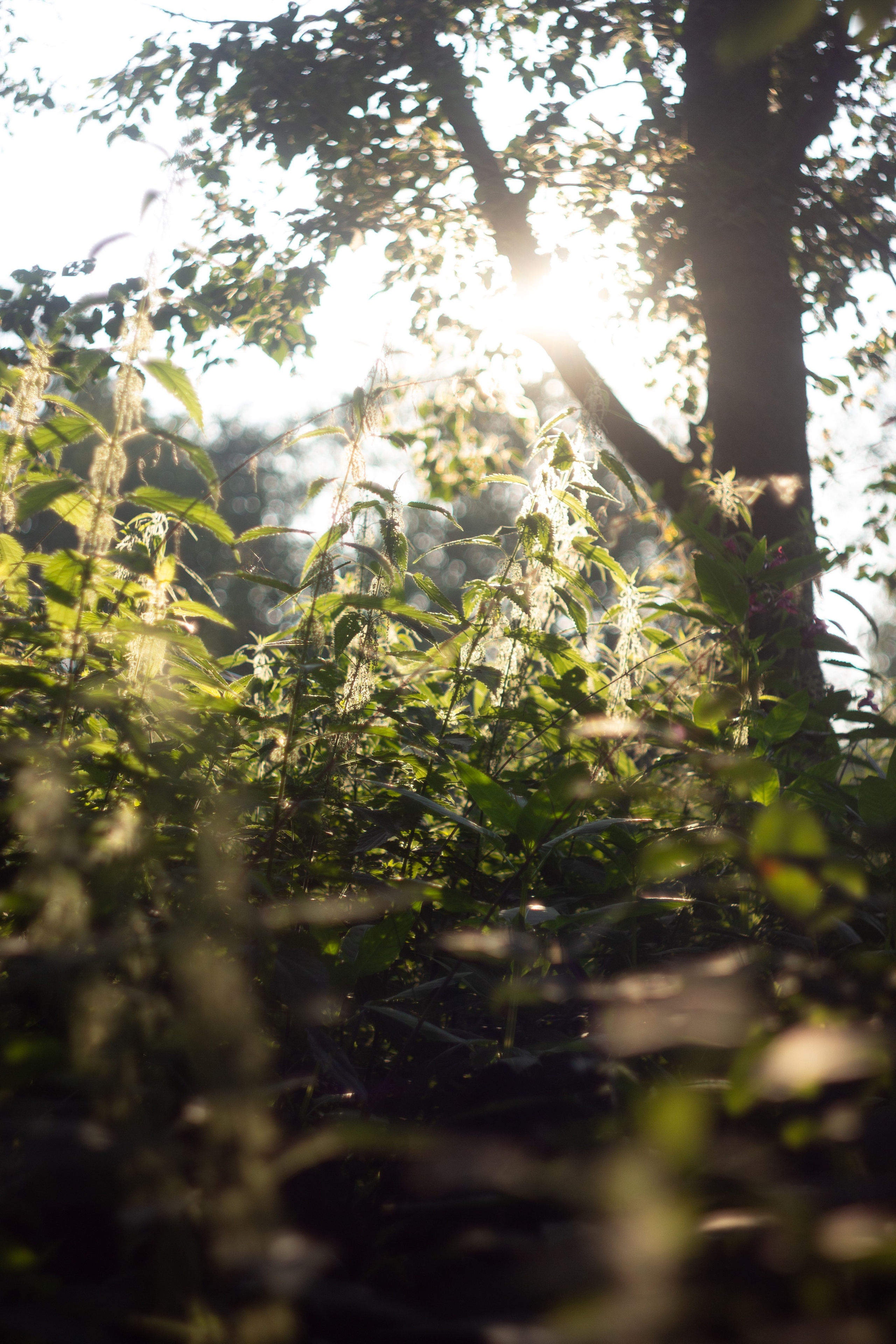 Прогулка. Фотограф Анастасия Чеботарева