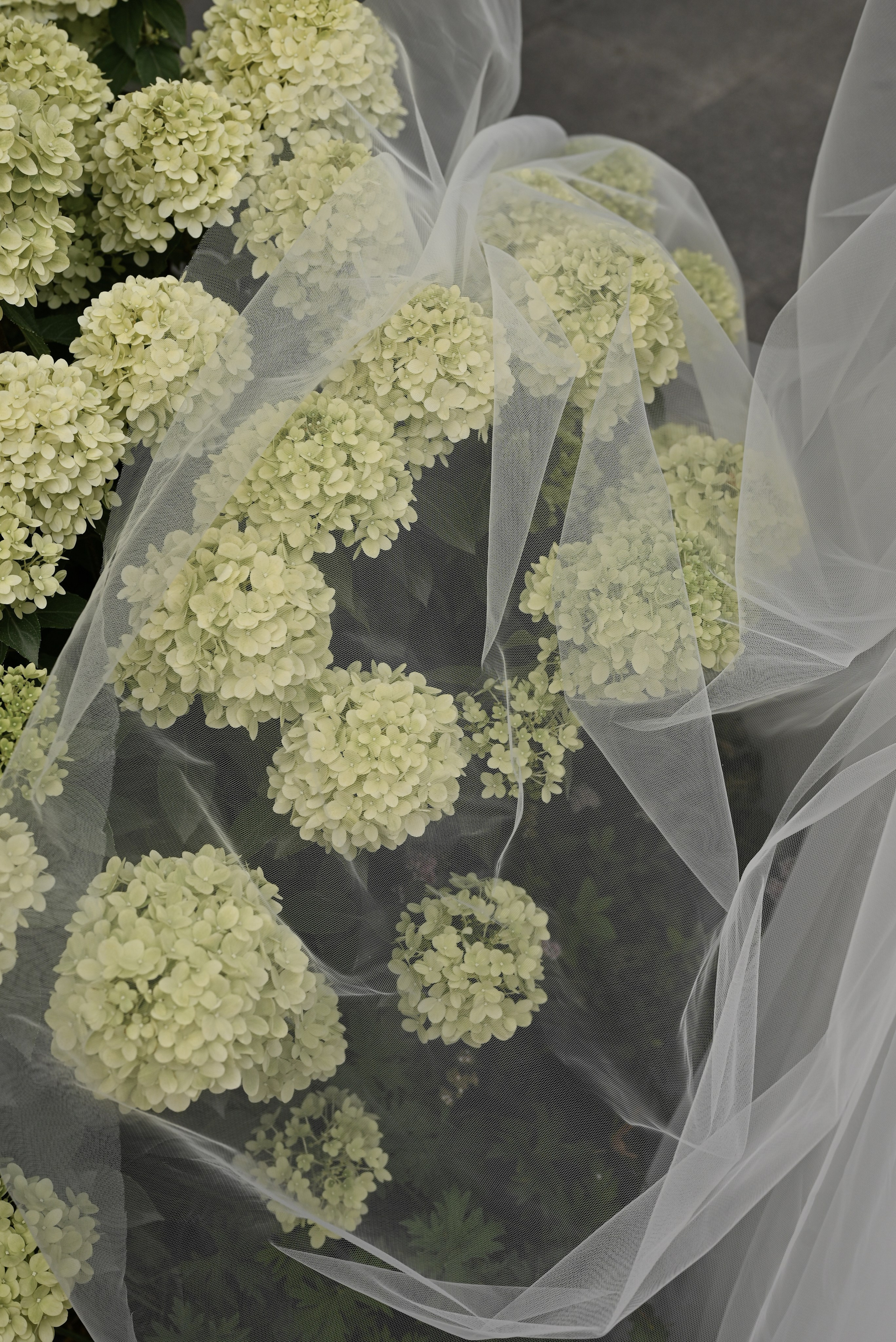 Данил & Алена. Свадебный и семейный фотограф в Уфе Александров Максим