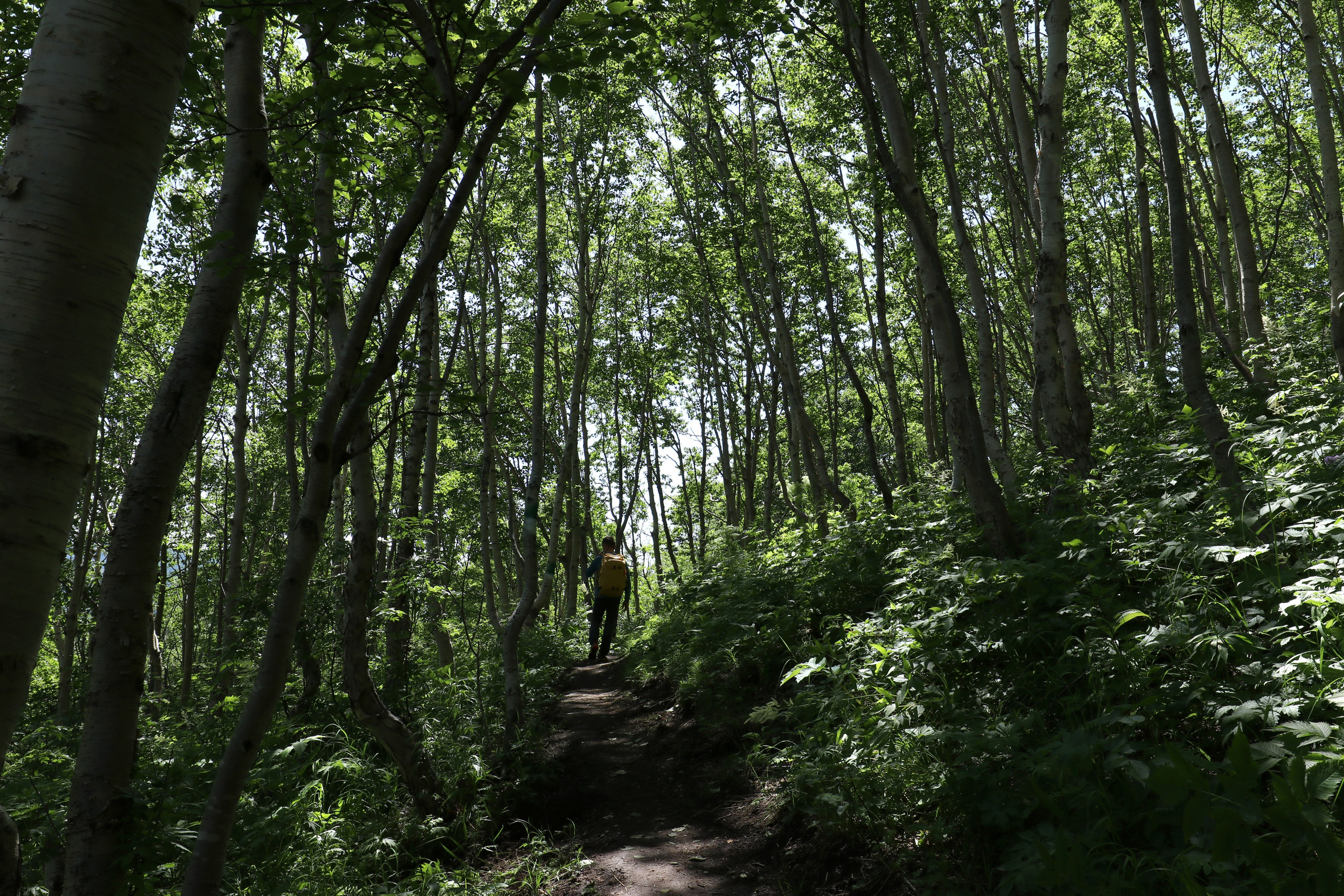 Камчатка и о. Парамушир. Июль 2024. Путешественник-фотограф из Санкт-Петербурга Татьяна Свистулина