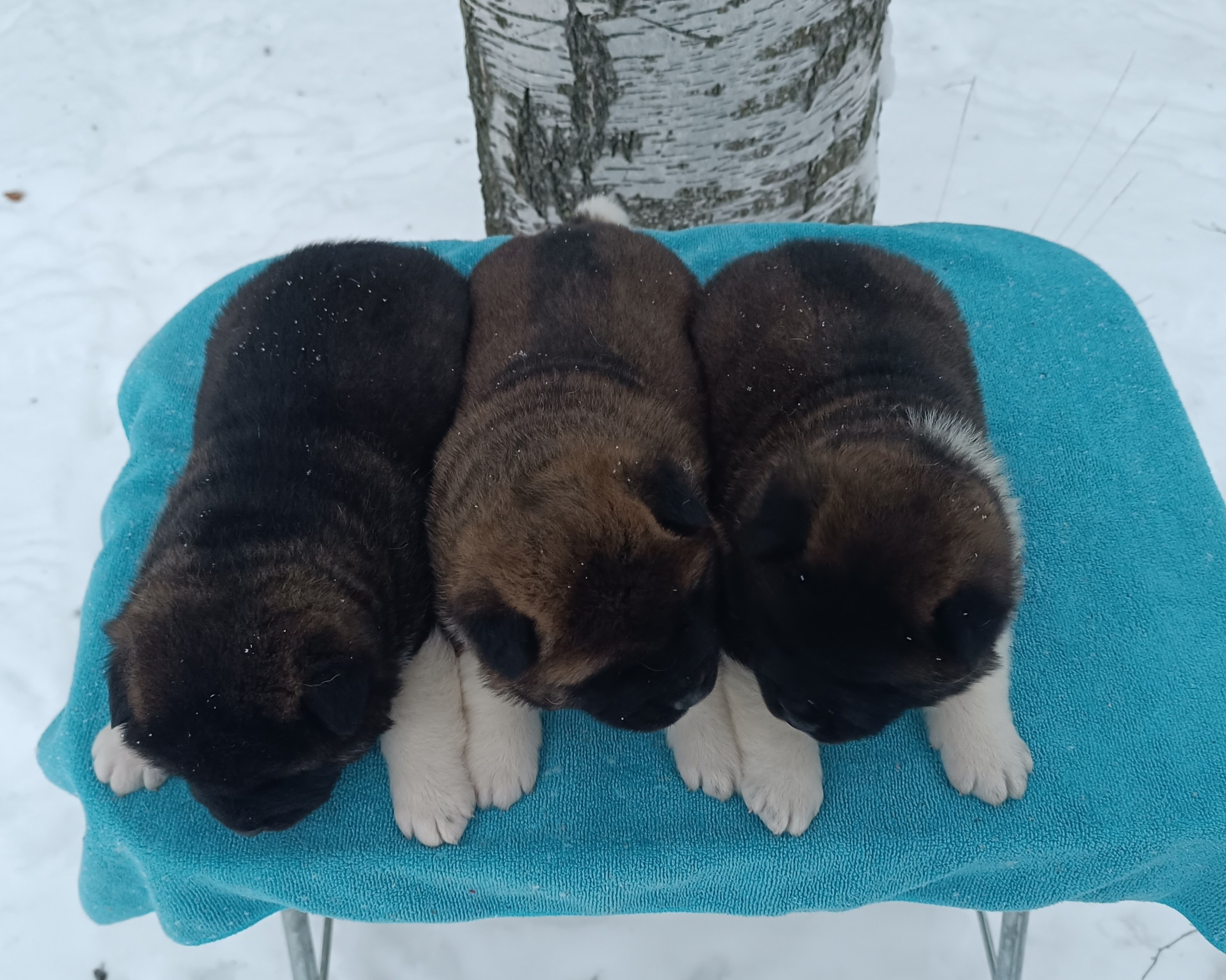 Американская акита  щенки питомник Санкт-Петербург клубные щенки Американская акита питомник RUBYLIGHT Рубилайт купить щенка американской акиты
