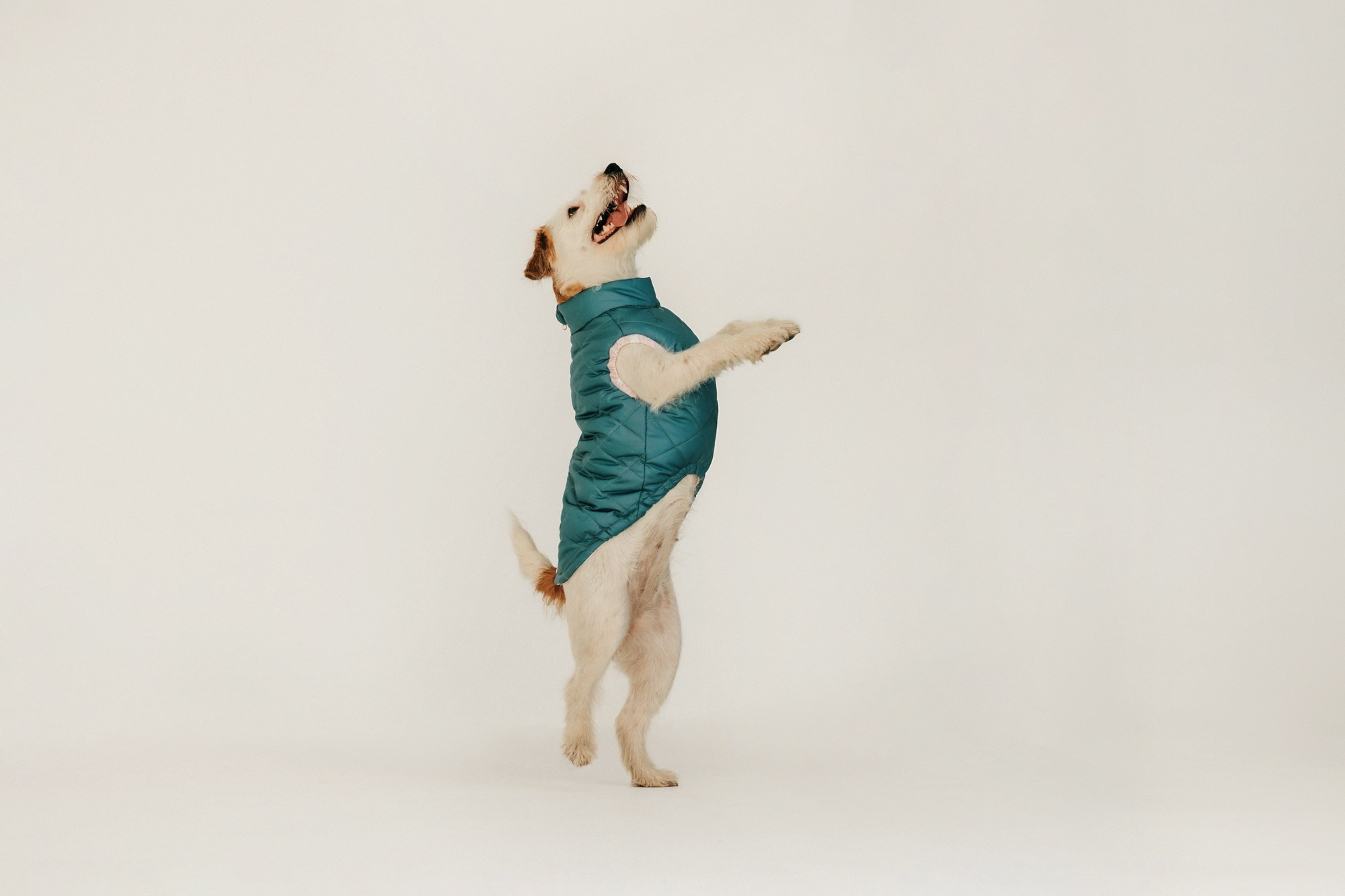 Одежда Lapa`s brand. Фотограф-анималист Елена Радченко, Москва